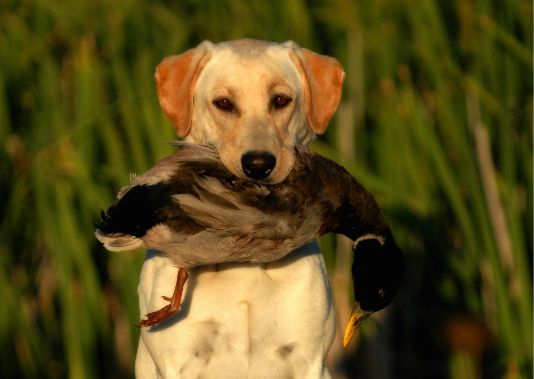 chiens de chasse qui tient un gibier dans la gueule, il est assis