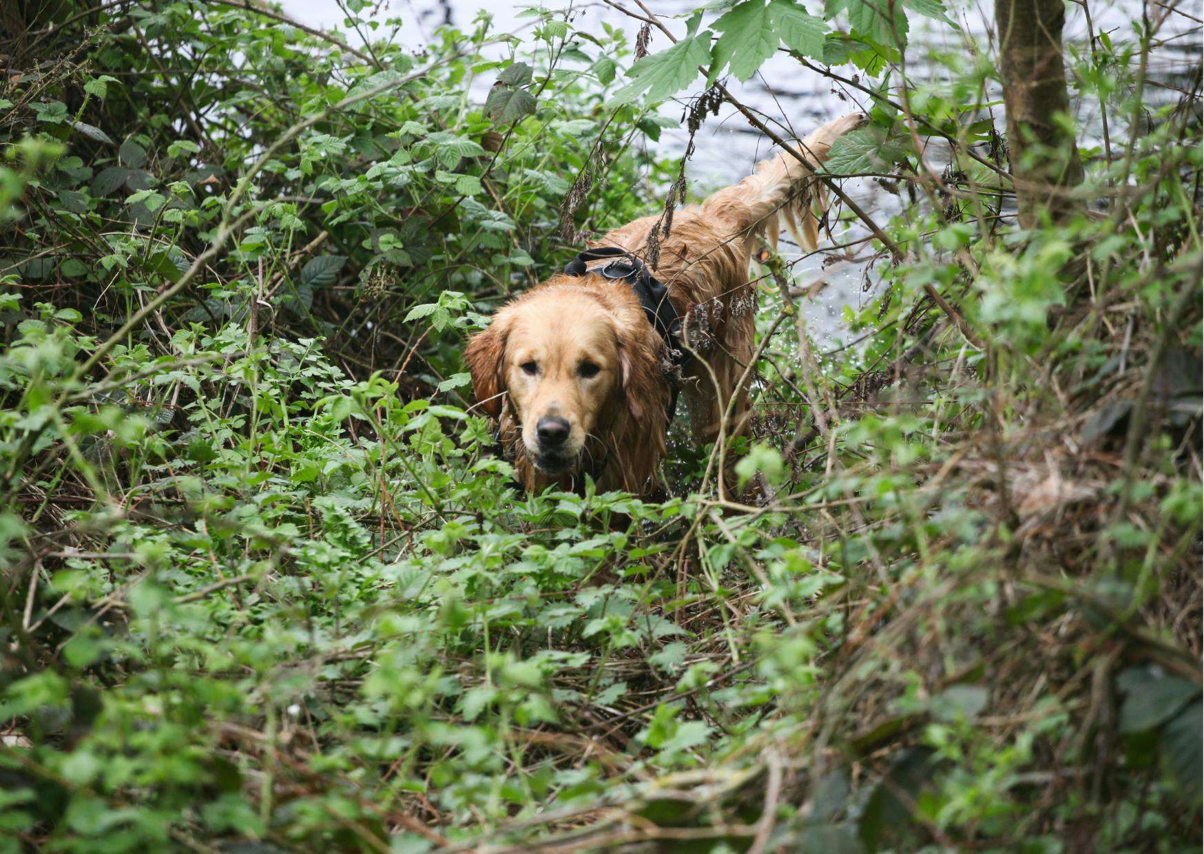 chiens de chasse qui sort de l'eau dans une forêt
