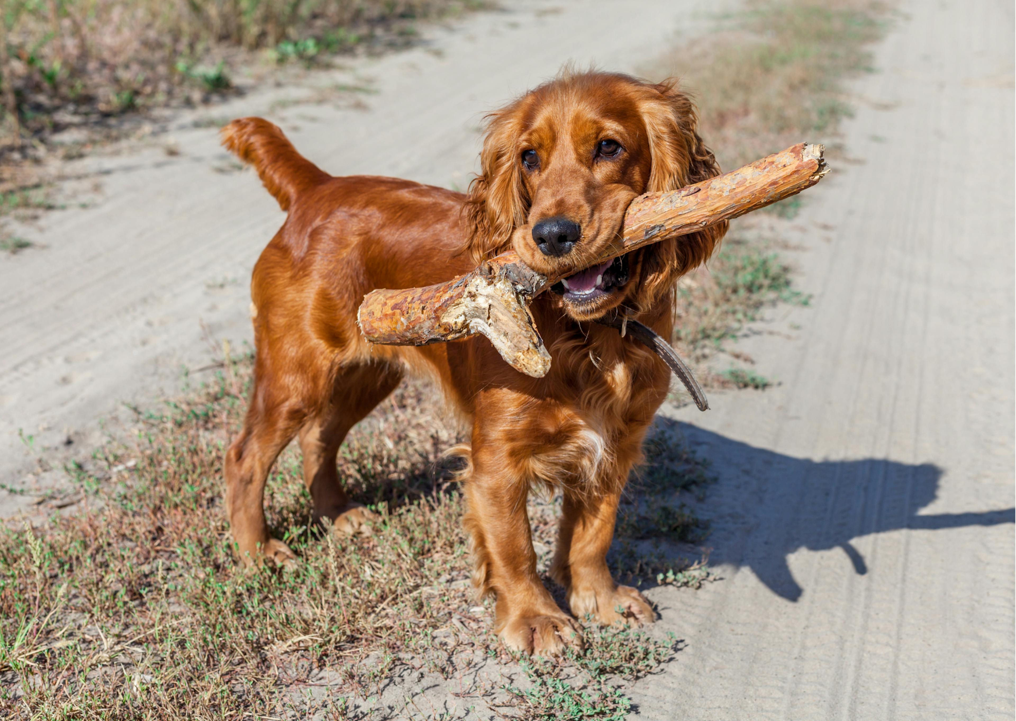 chiens de chasse qui tient un bâton dans la gueule