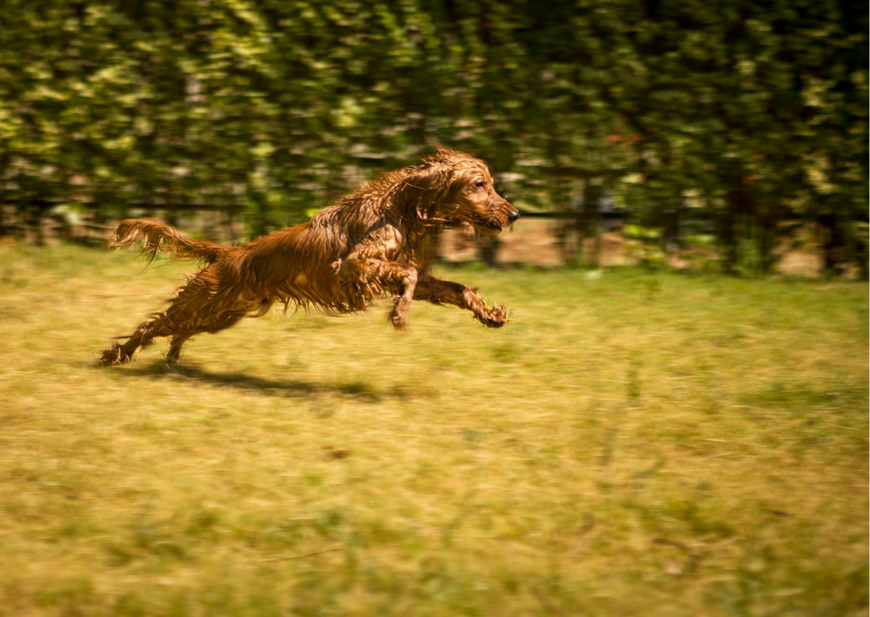 chiens de chasse qui court à toute vitesse à travers une étendue d'herbe