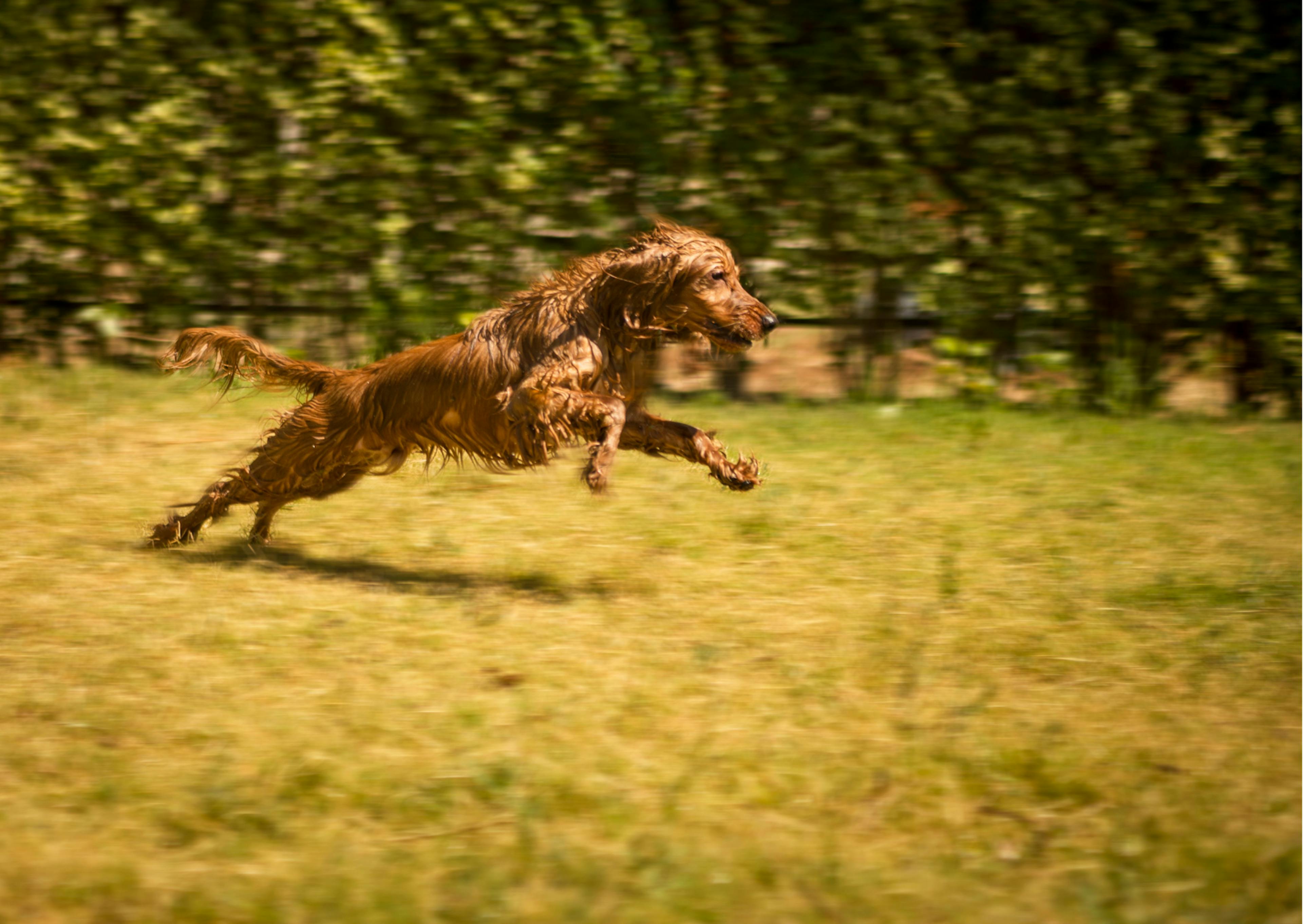 chiens de chasse qui court à toute vitesse à travers une étendue d'herbe