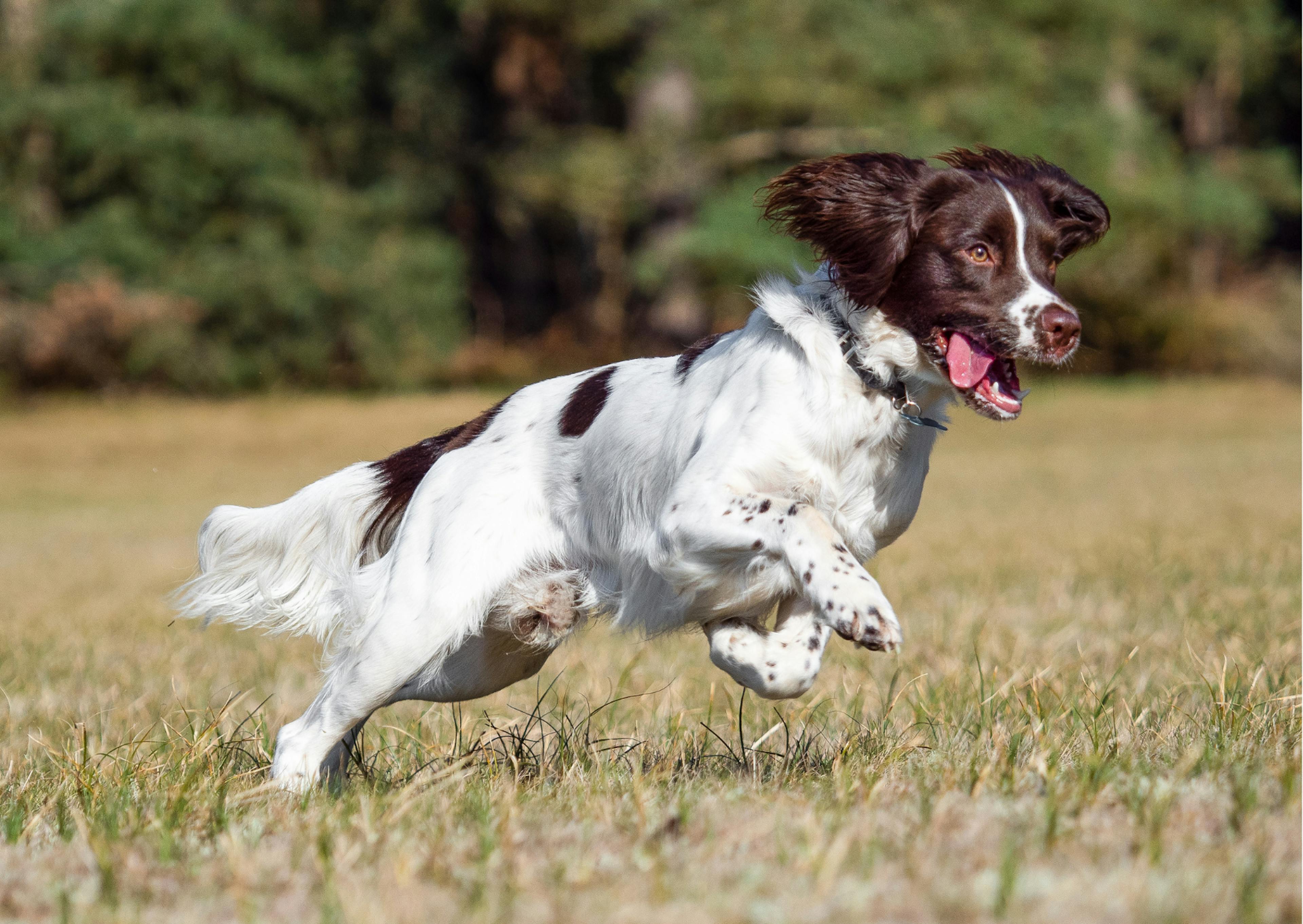chiens de chasse qui court à toute vitesse dans une étendue d'herbe