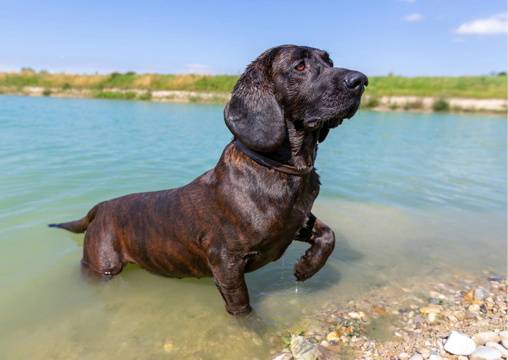 chiens de chasse qui sort d'un lac