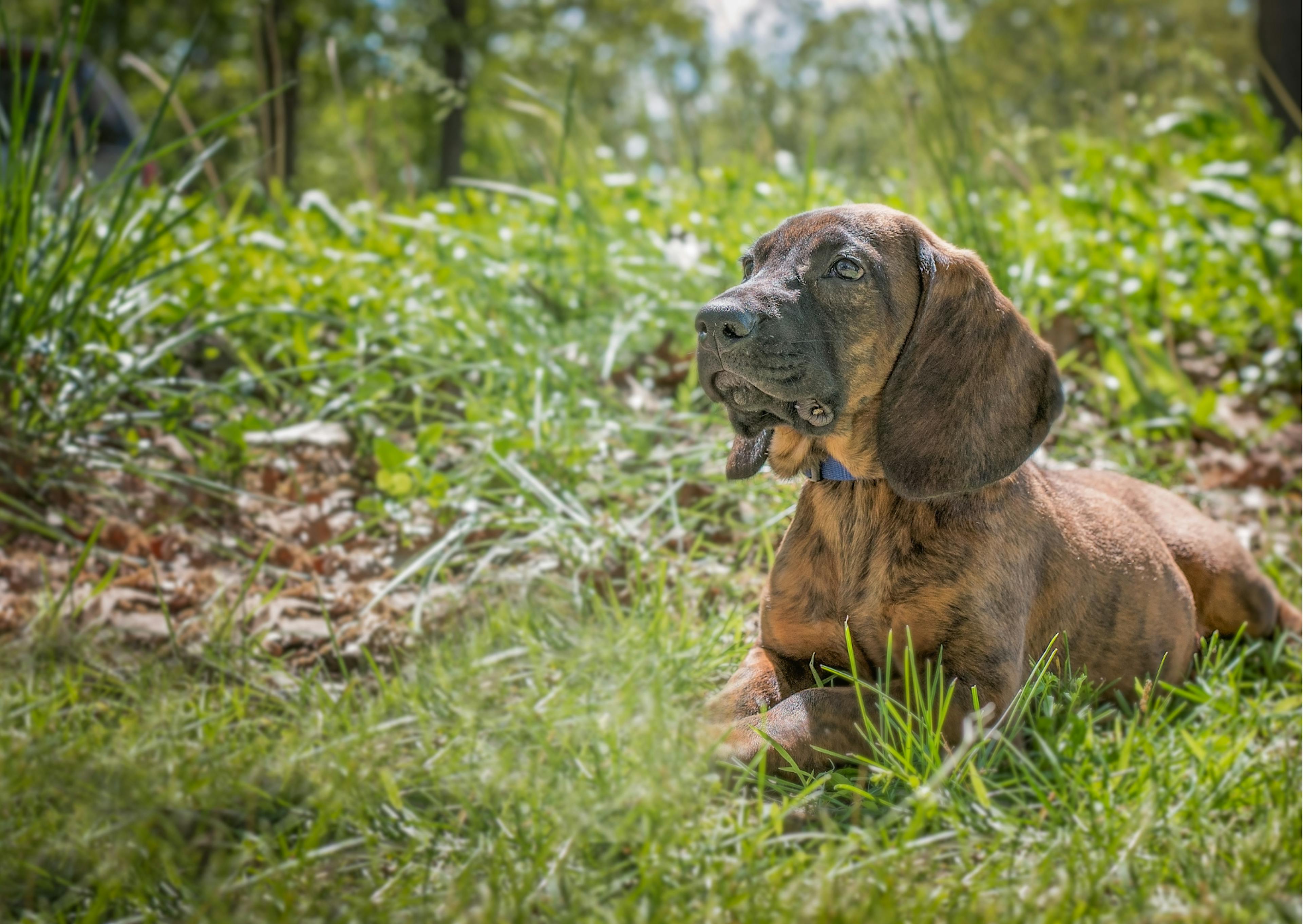 chiens de chasse couché dans l'herbe, il regarde au loin