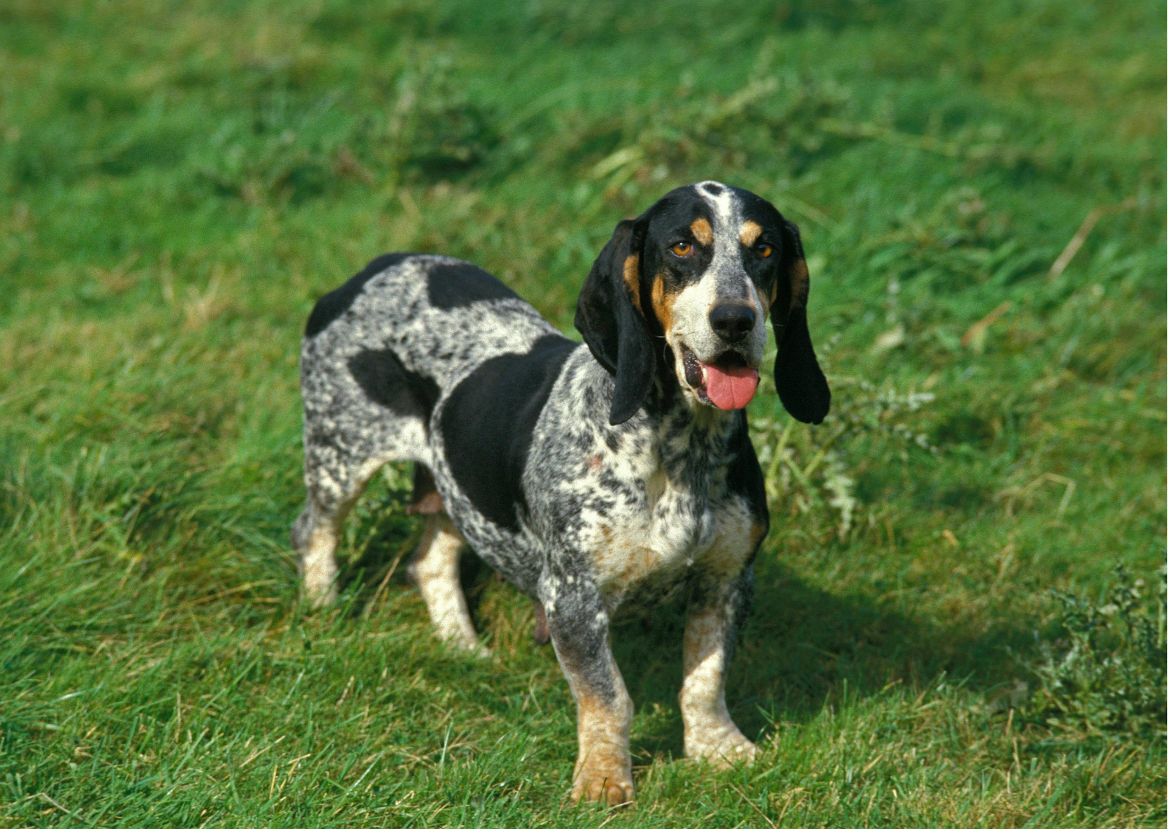 chiens de chasse qui se tient debout dans l'herbe, il tire la langue 