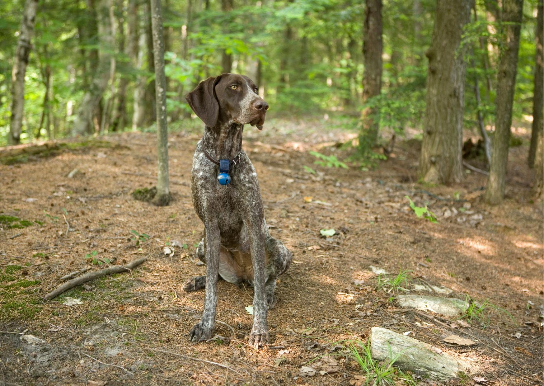 chiens de chasse assis sur de la terre, il regarde au loin