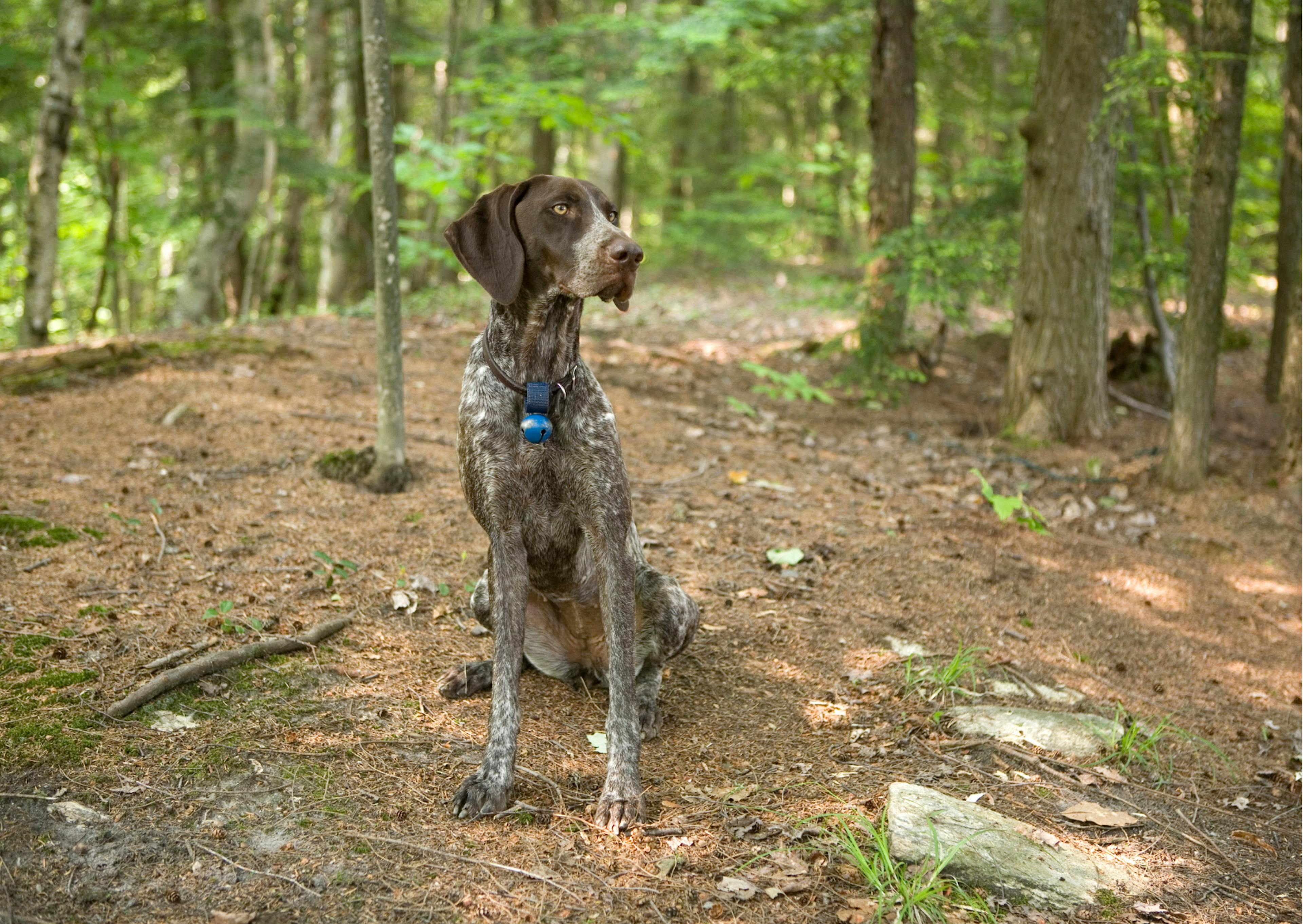 chiens de chasse assis sur de la terre, il regarde au loin