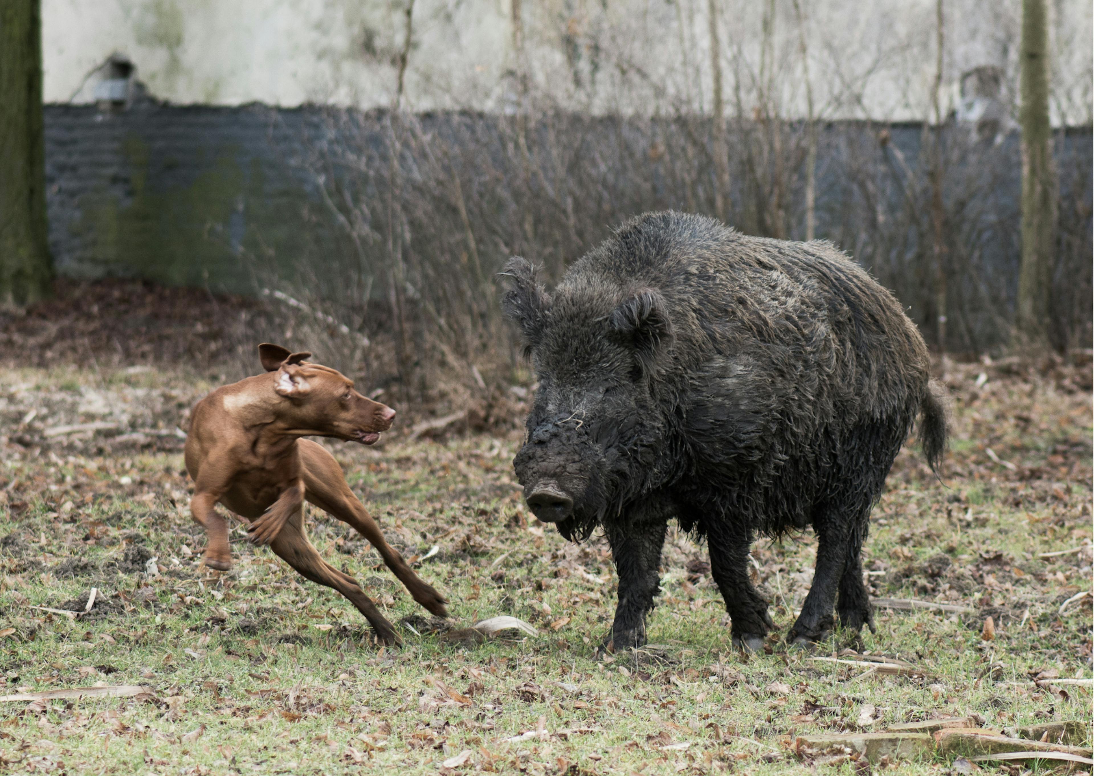 chiens de chasse qui court à côté d'un sanglier 