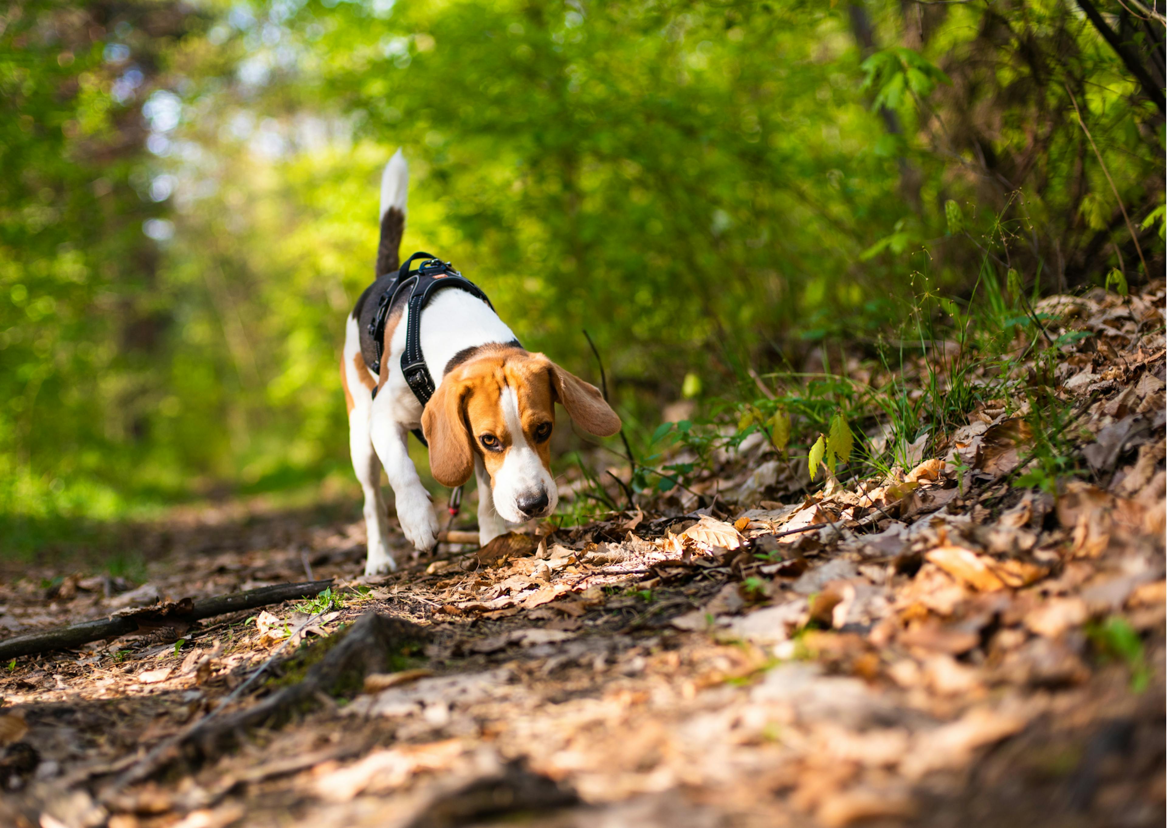 chiens de chasse qui renifle une piste 