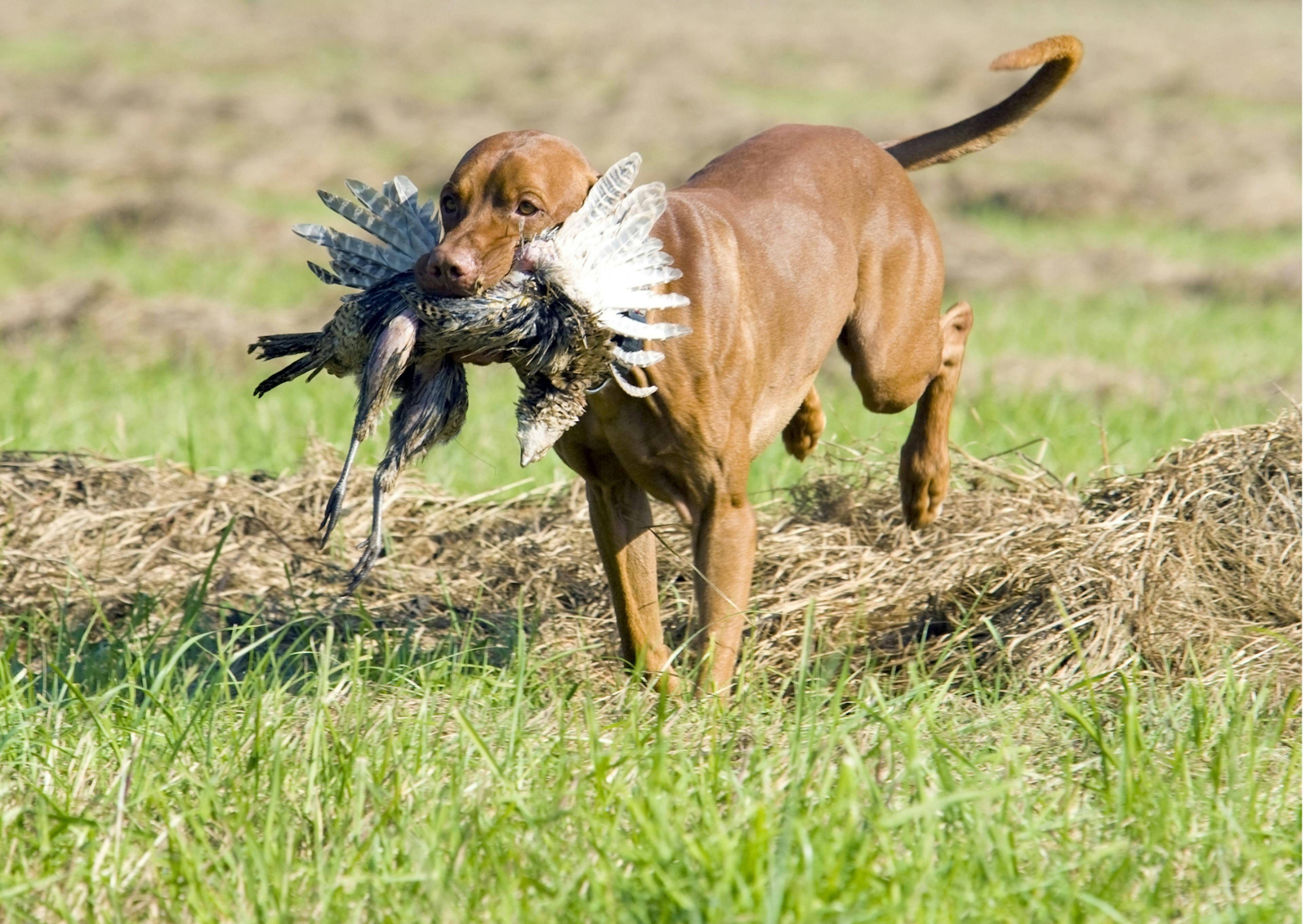 chiens de chasse qui tient du gibier dans la gueule et court 