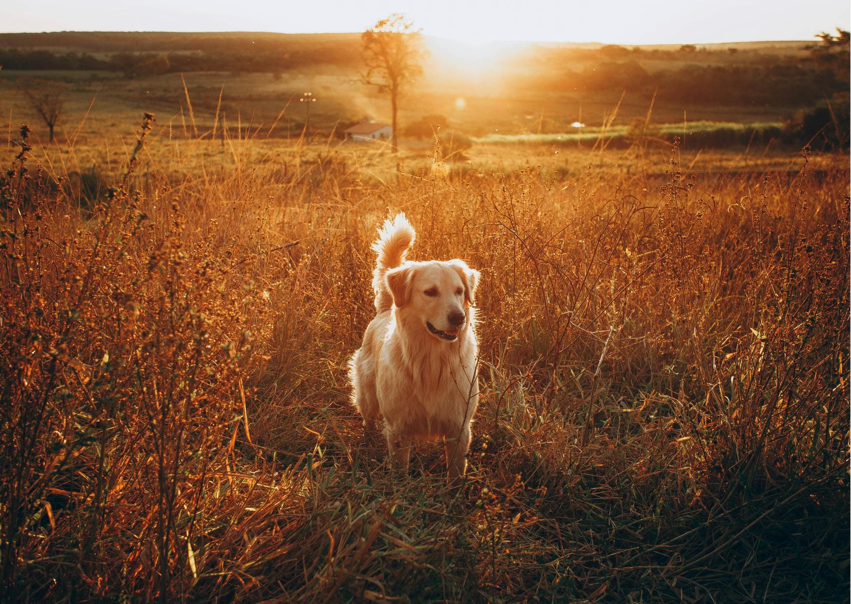 chiens de chasse qui se tient debout dans un champs, il y a un couché de soleil derrière lui