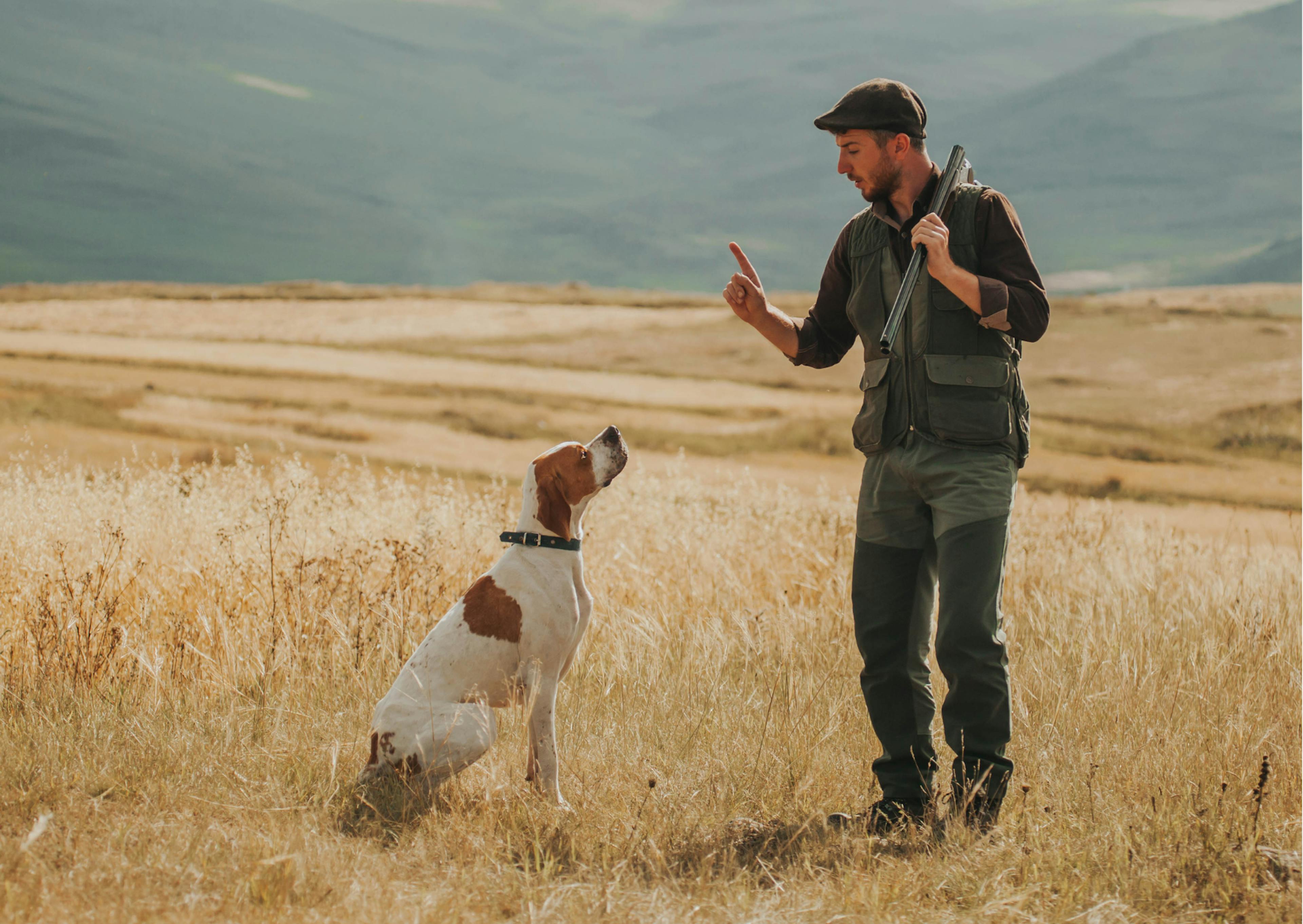chiens de chasse assis, son maitre lui donne un ordre
