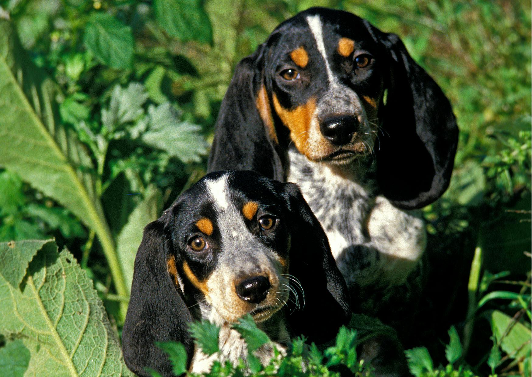 2 chiens de chasse se tiennent assis et regardent vers le haut