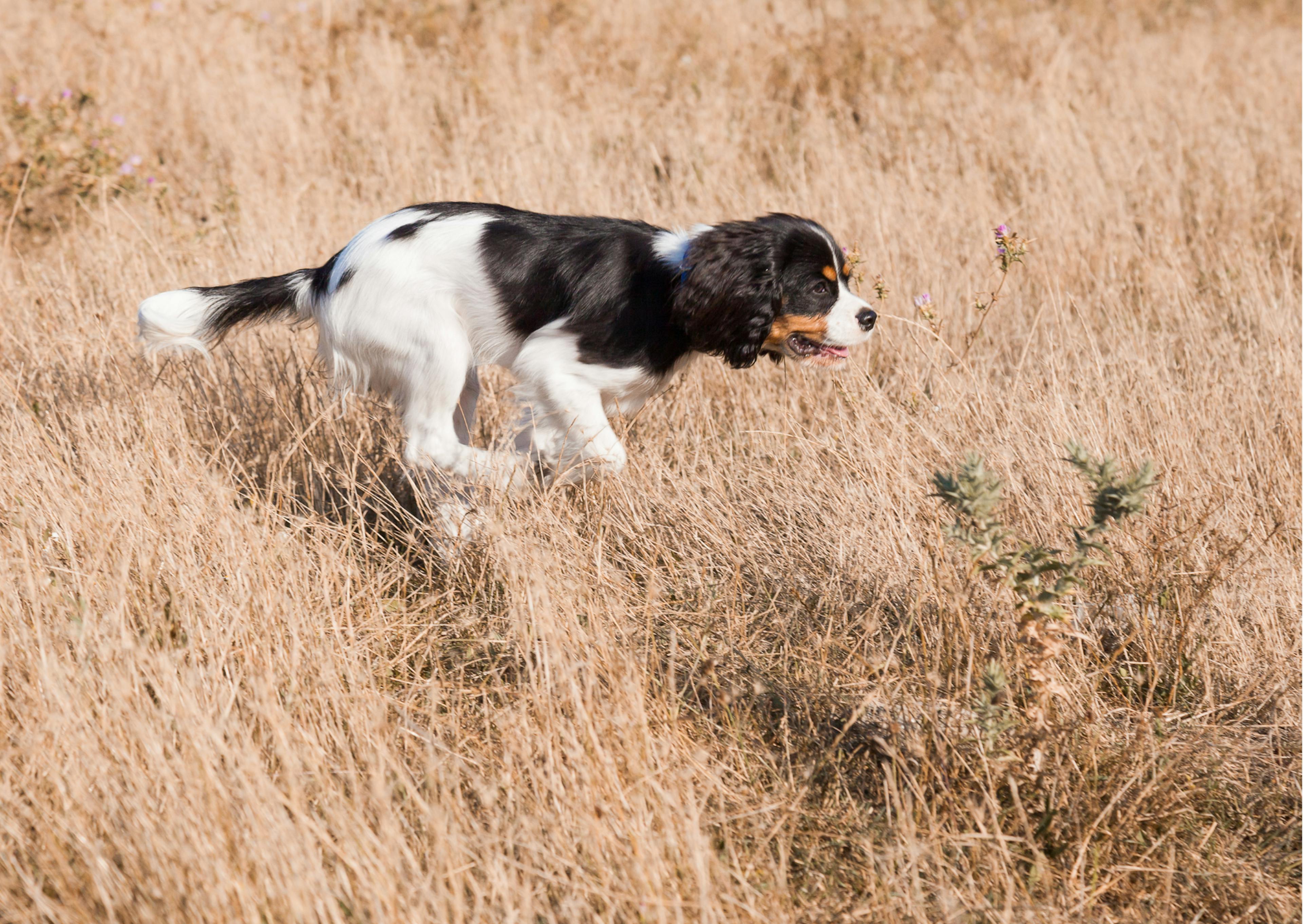 chiens de chasse qui coure vite dans un champs 
