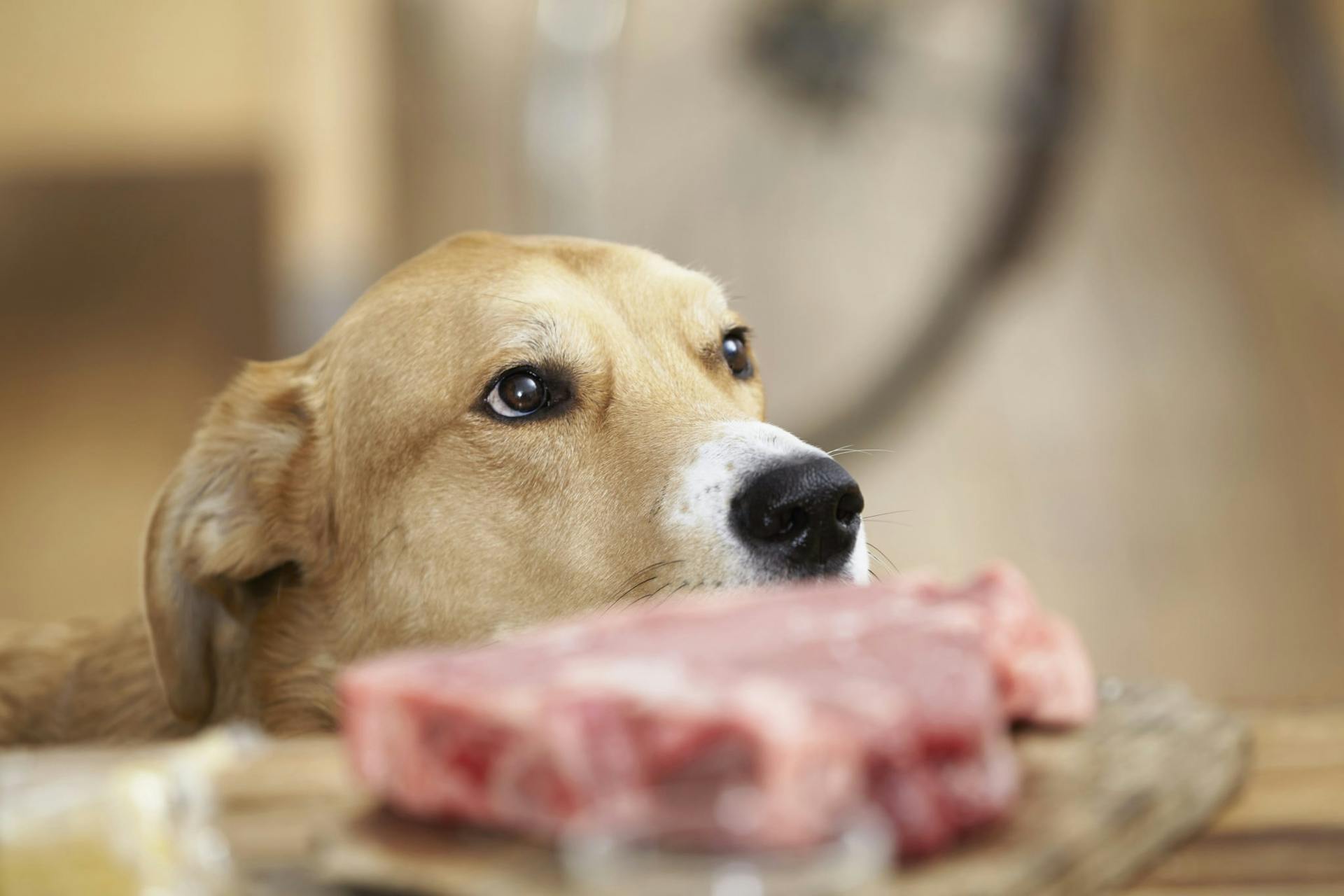 chien qui regarde un morceau de viande
