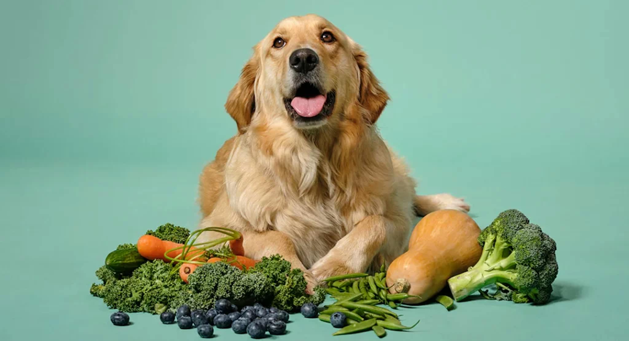 Golden retriever couché à côté de légumes