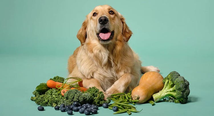 Golden retriever couché à côté de légumes