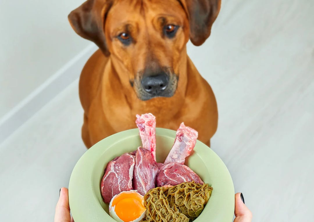 chien qui patiente pour recevoir sa gamelle