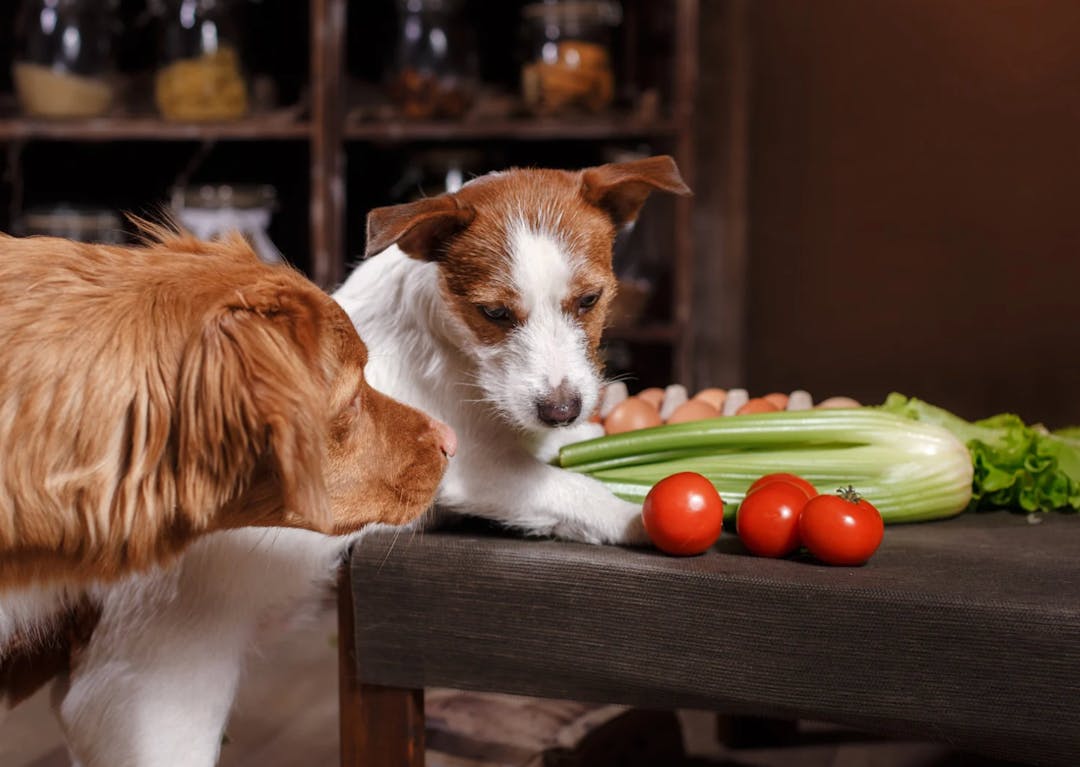 deux chiens qui regardent des légumes