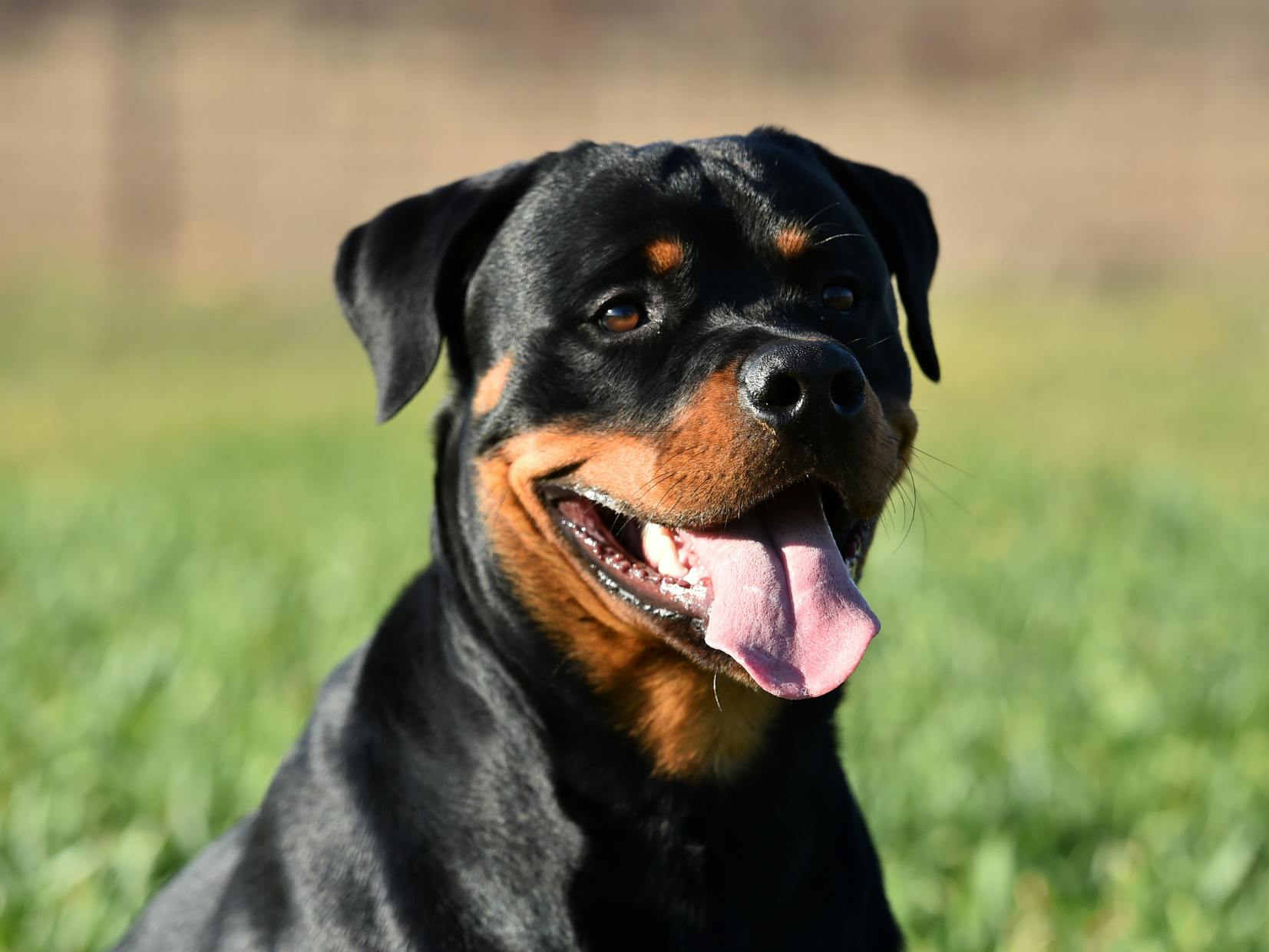 Rottweiler dans une éttendue d'herbes, il tire la langue et regarde au loin