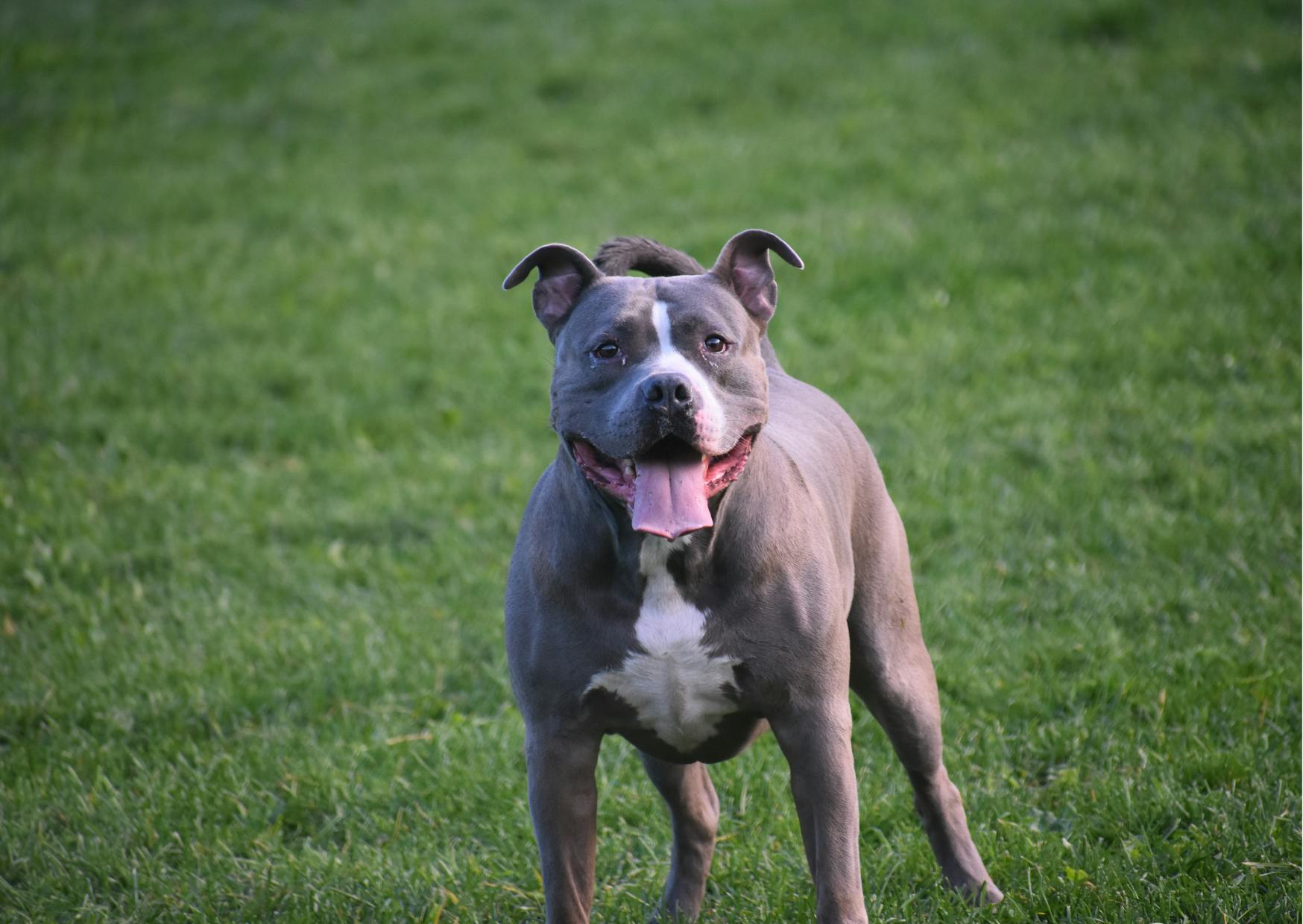 staffordshire terrier debout dans une éttendue d'herbe, il regarde au loin et tire la langue