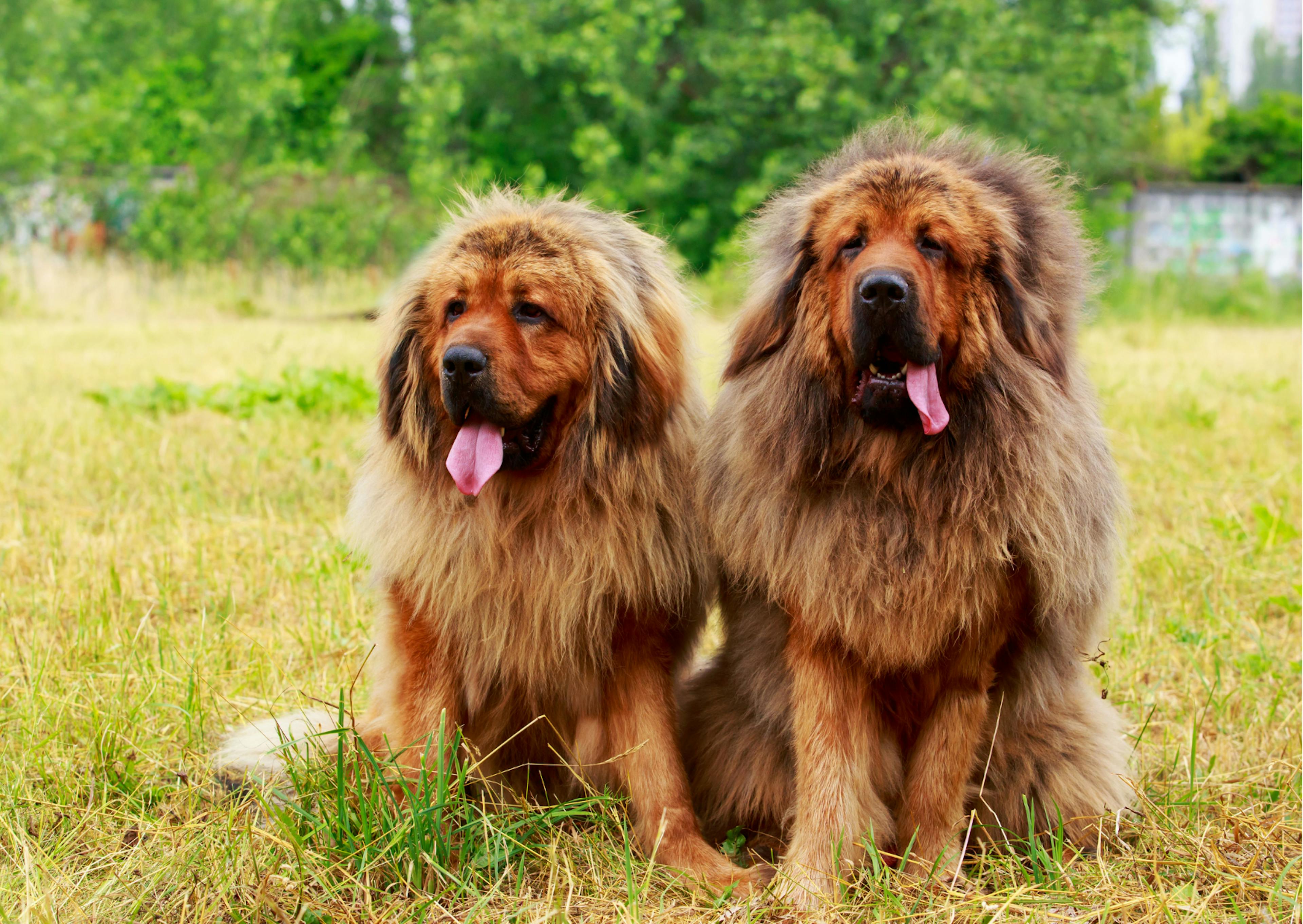 2 mastiff qui sont assis l'un à côté de l'autre