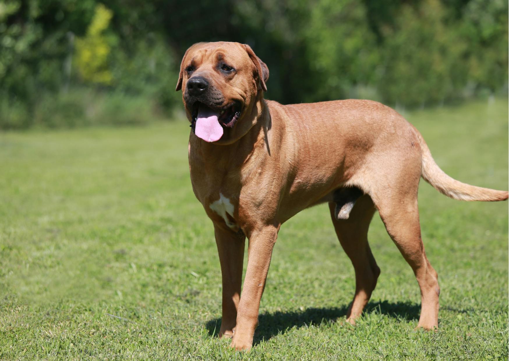 Tosa debout dans une éttendue d'herbes, il regarde au loin et tire la langue