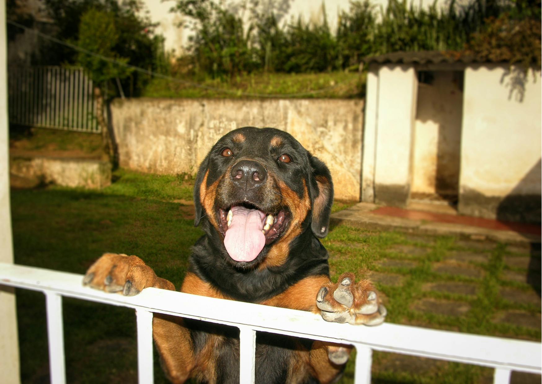 Rottweiler qui met ses pattes sur une porte de jardin et tire la langue