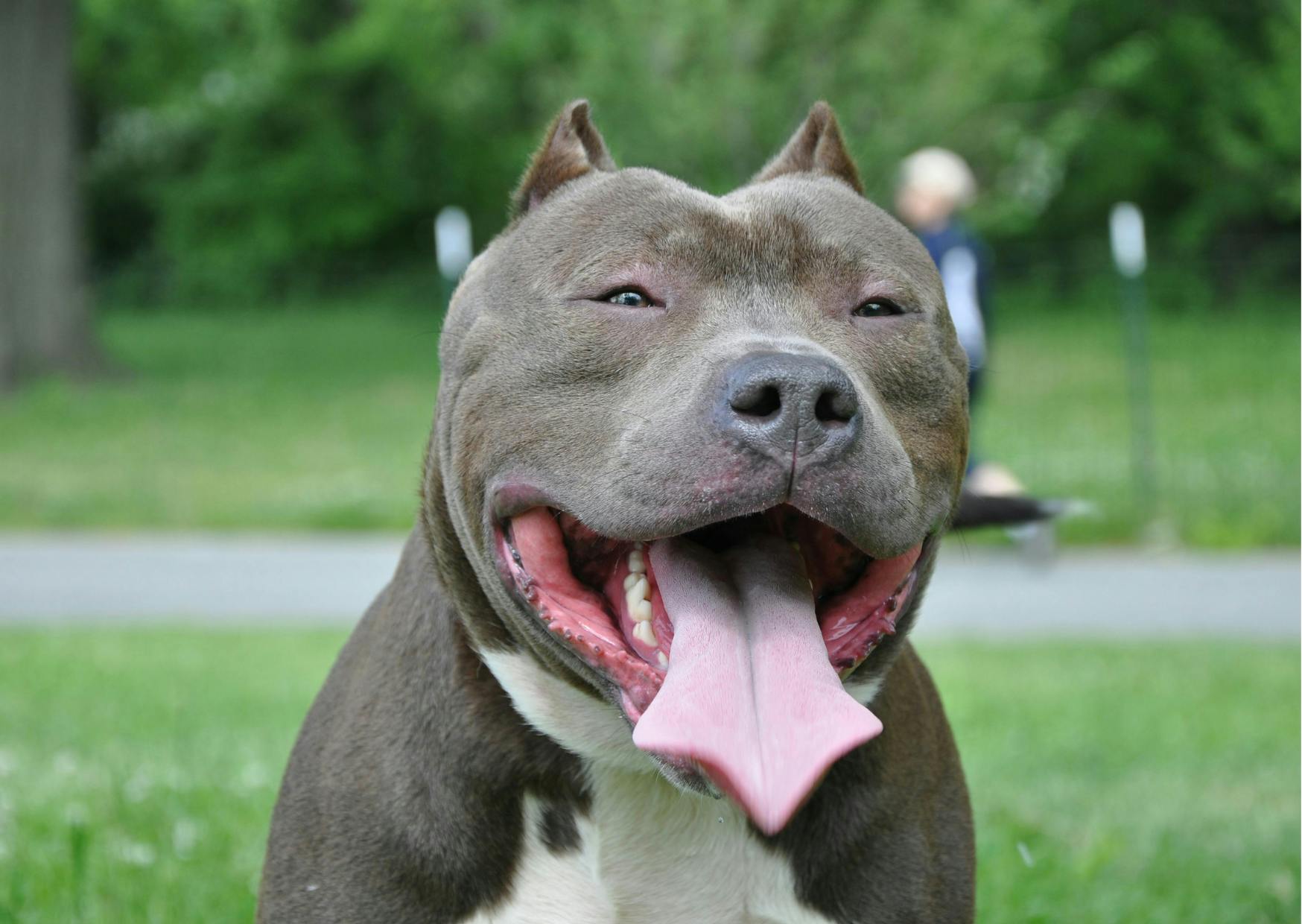 American Staffordshire Terrier qui tire la langue