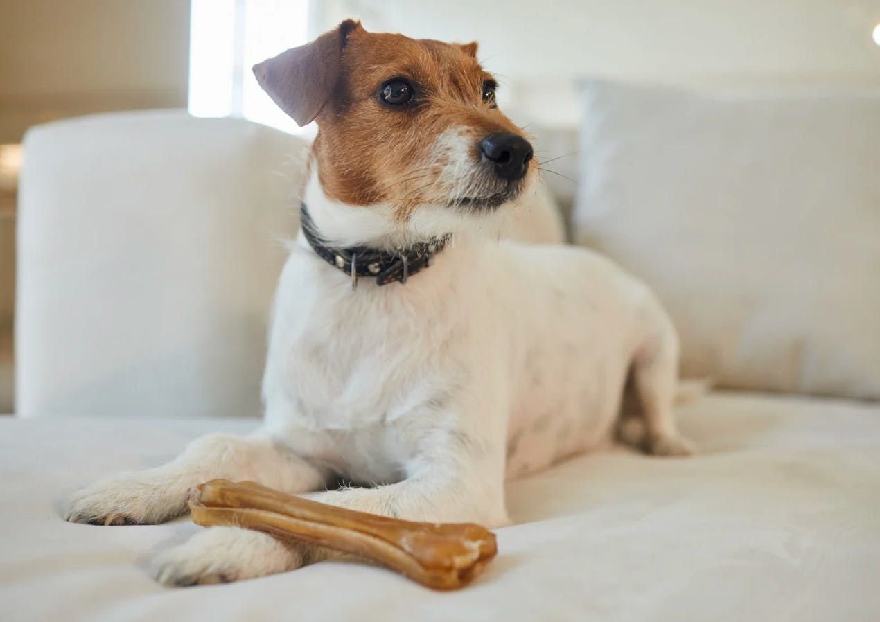 Chien assis sur un canapé, il regarde à côté de lui, il a un bâton de mastication posé sur sa patte