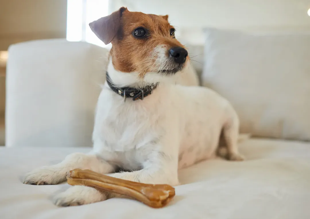 Chien assis sur un canapé, il regarde à côté de lui, il a un bâton de mastication posé sur sa patte