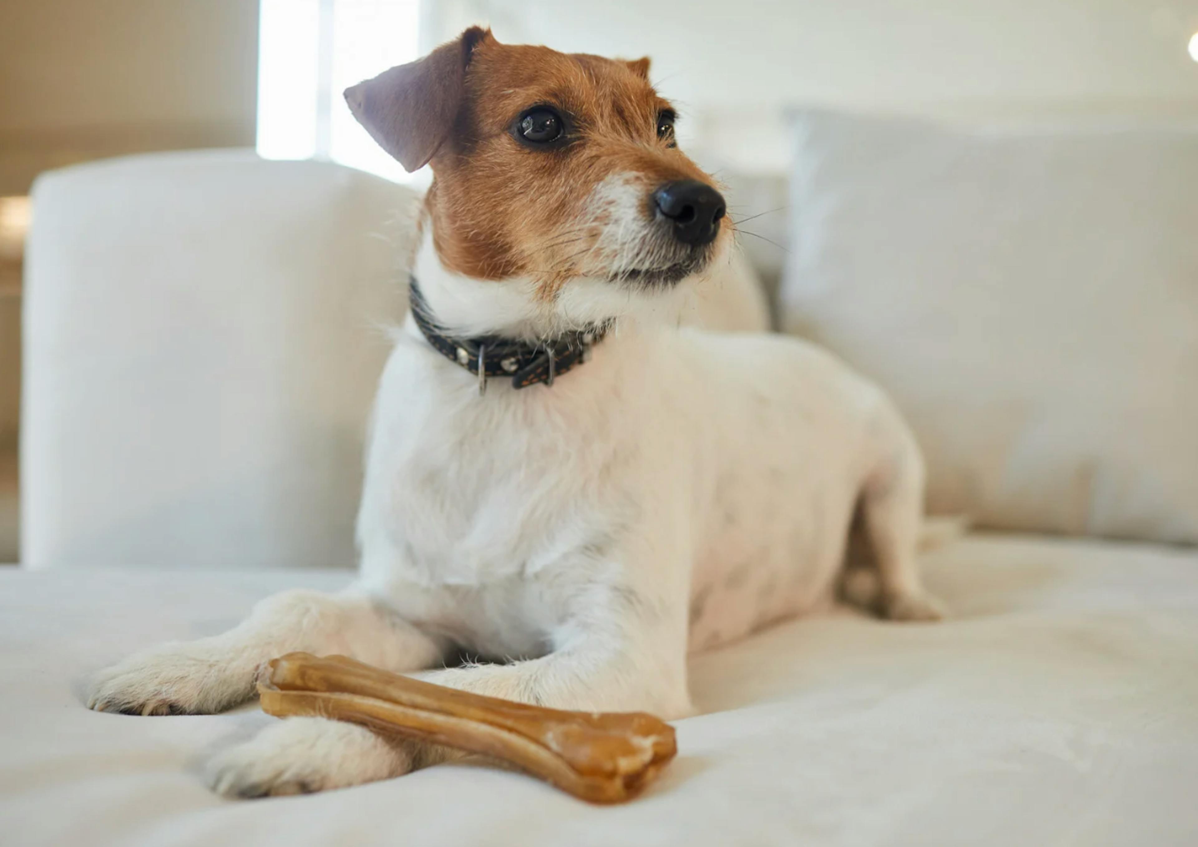 Chien assis sur un canapé, il regarde à côté de lui, il a un bâton de mastication posé sur sa patte