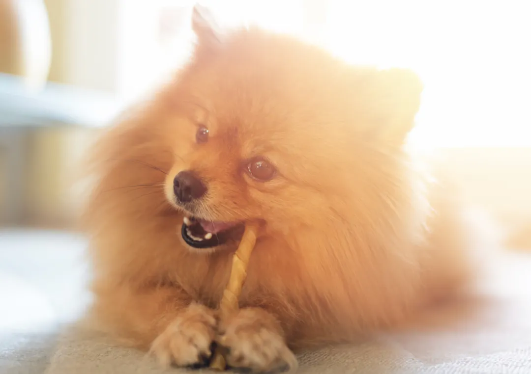Spitz qui mastique un bâton dans une pièces ensoleilée 