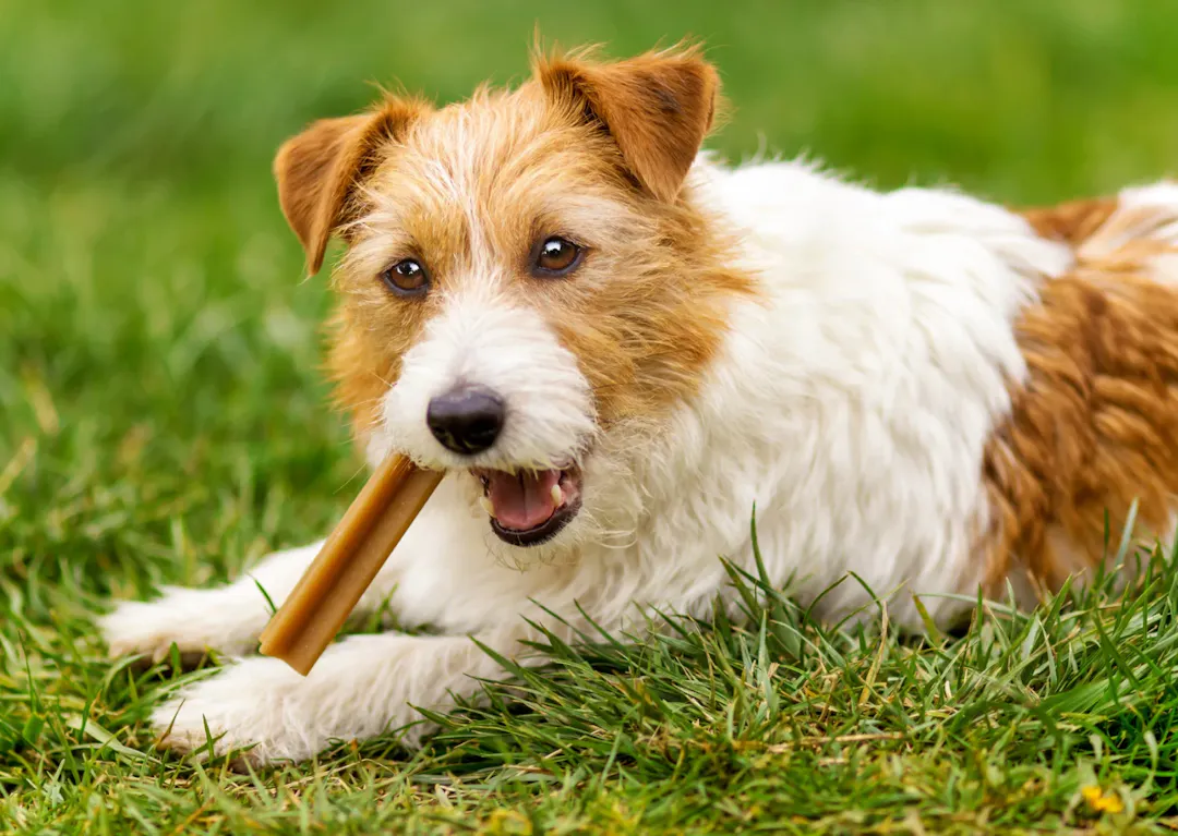 Chien qui mastique sur une pelouse dehors