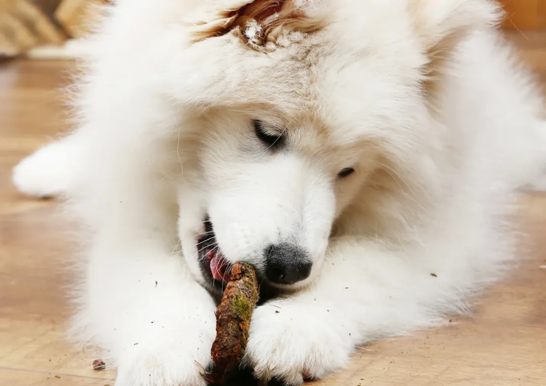 Chien qui mastique sur le sol