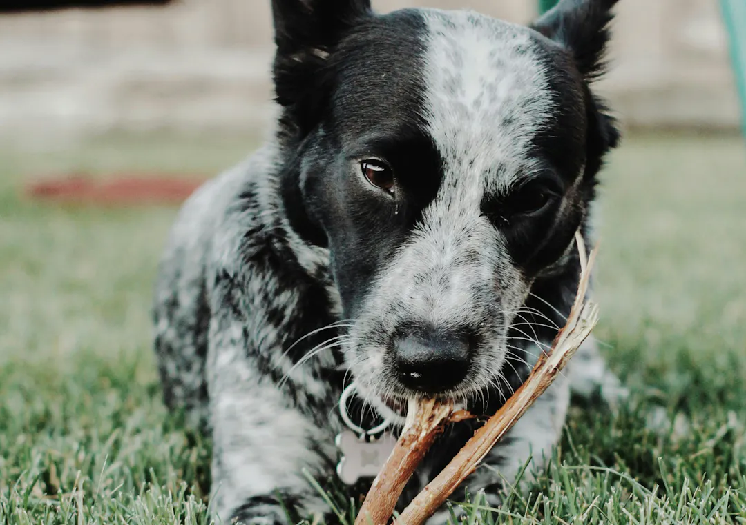 Chien qui mastique dans une pelouse