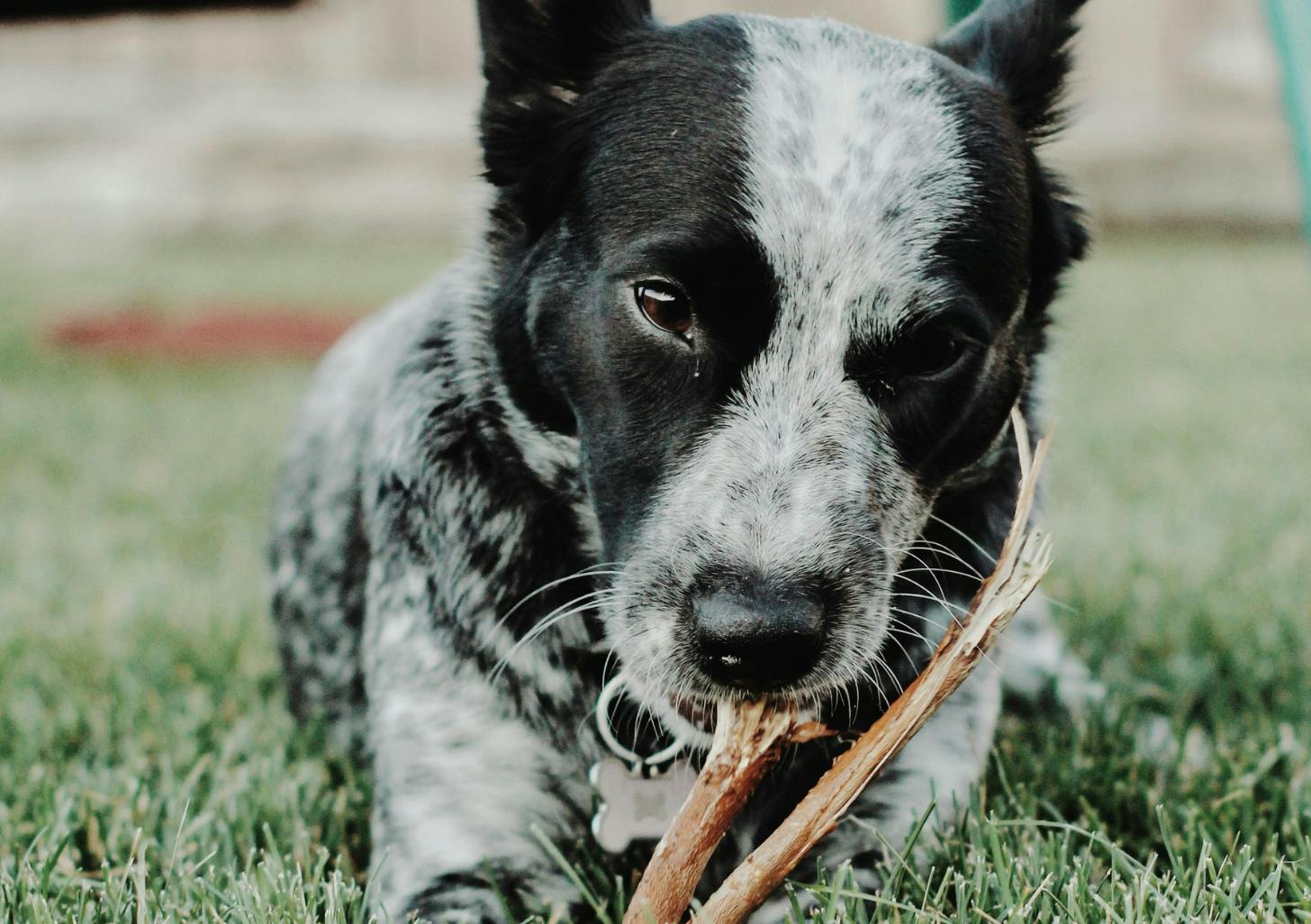 Chien qui mastique dans une pelouse