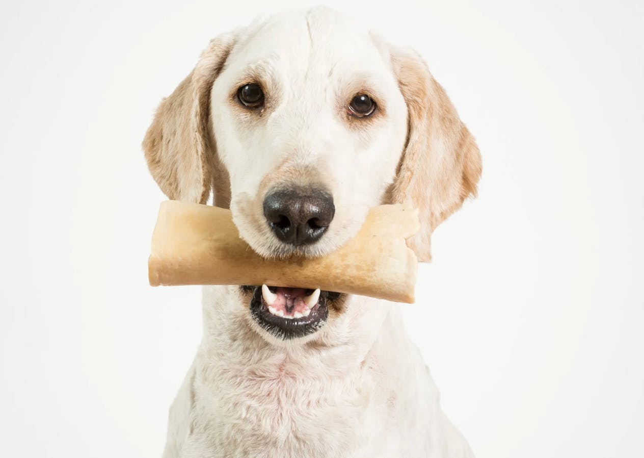 Chien qui a de la mastication dans la gueule et regarde face à lui
