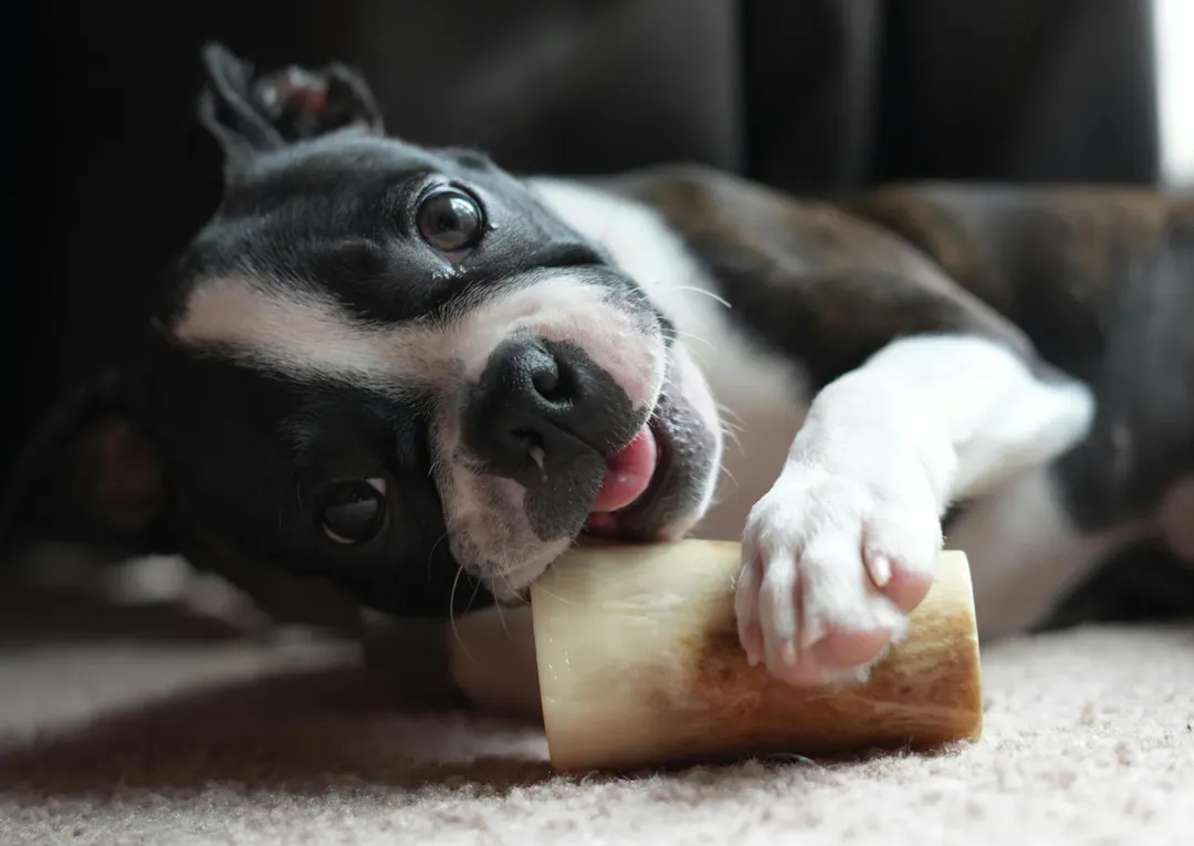 Boston terrier qui pose la tête sur sa mastication, il tire legerement la langue