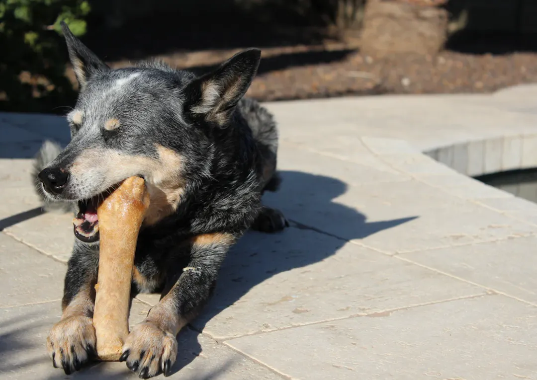 Chien qui mastique dehors au soleil