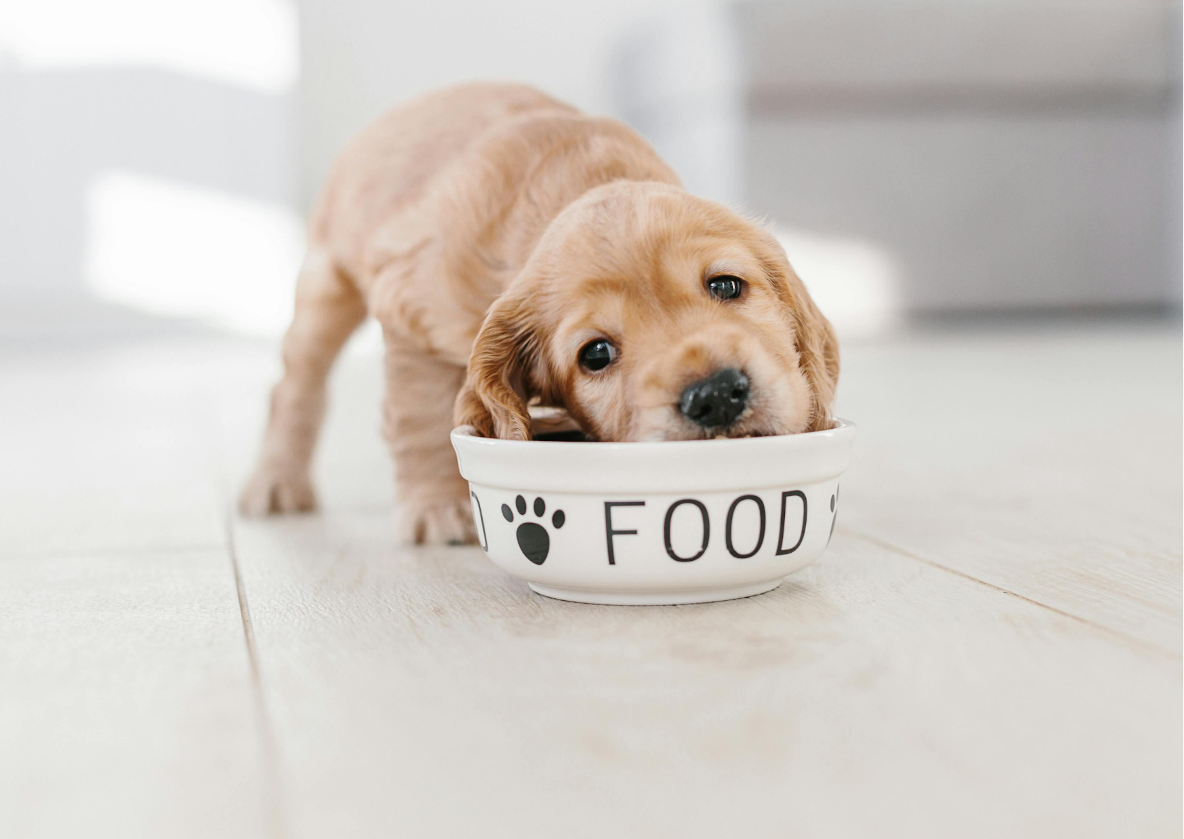 chiot qui mange dans une gamelle 