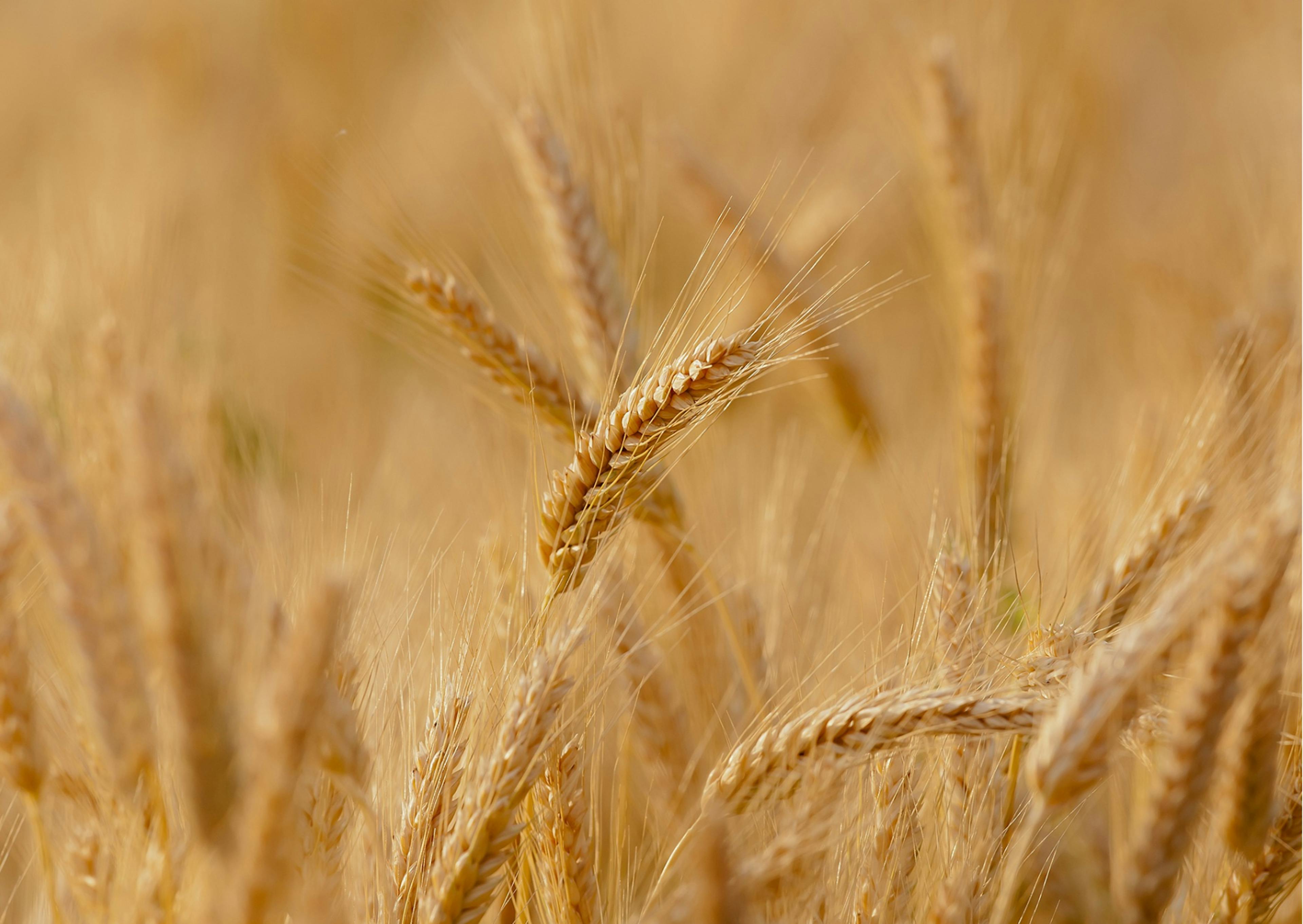 Céréales dans un champs