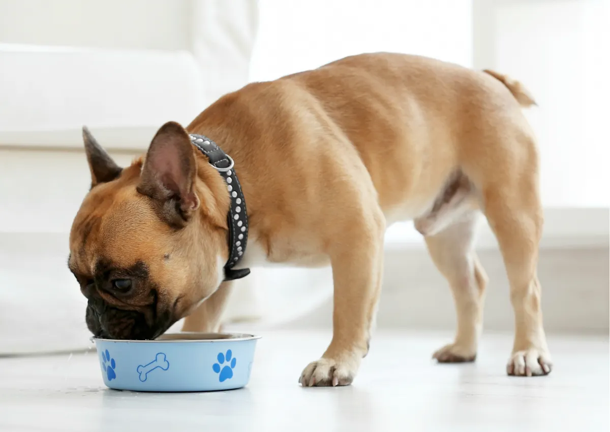 bulldog qui mange dans une gamelle bleue