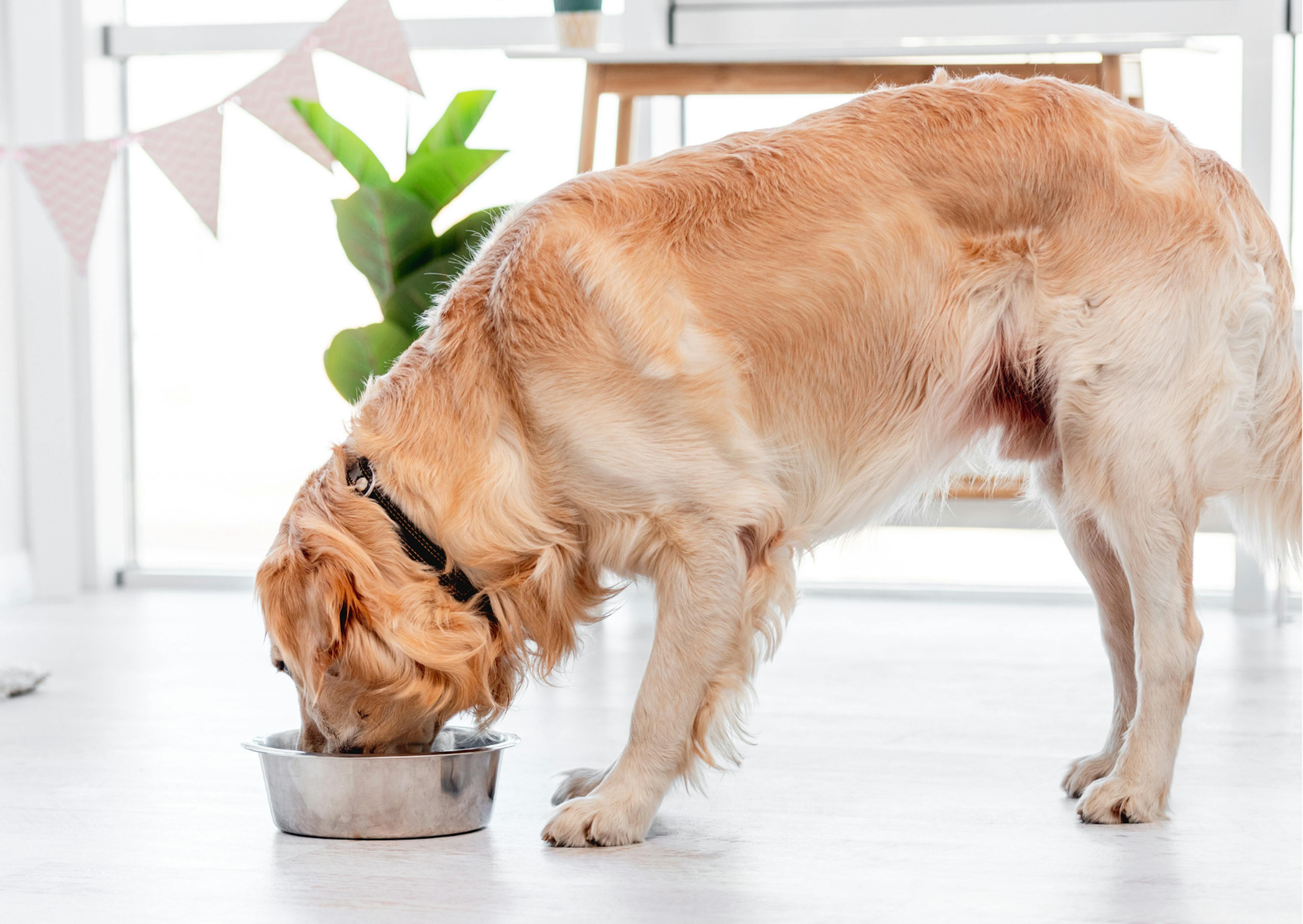 chien qui mange dans une gamelle 