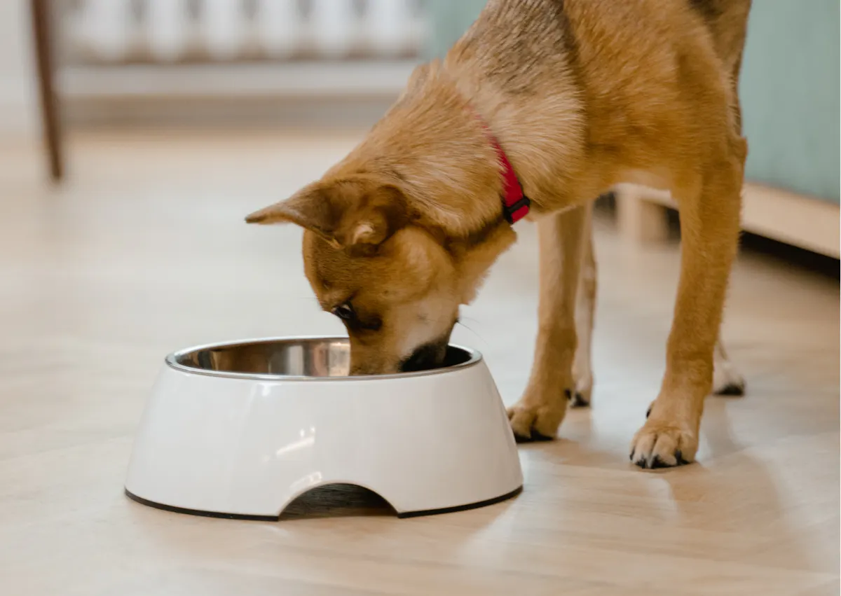 Céréales qui mange dans une gamelle