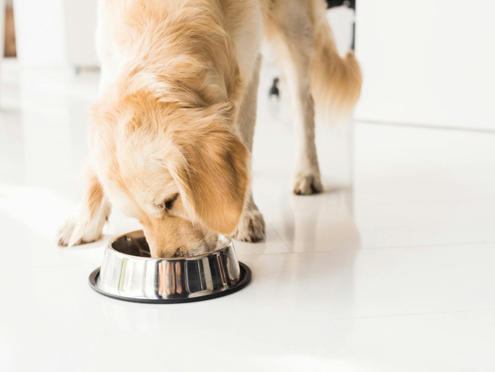 Chien qui mange dans sa gamelle