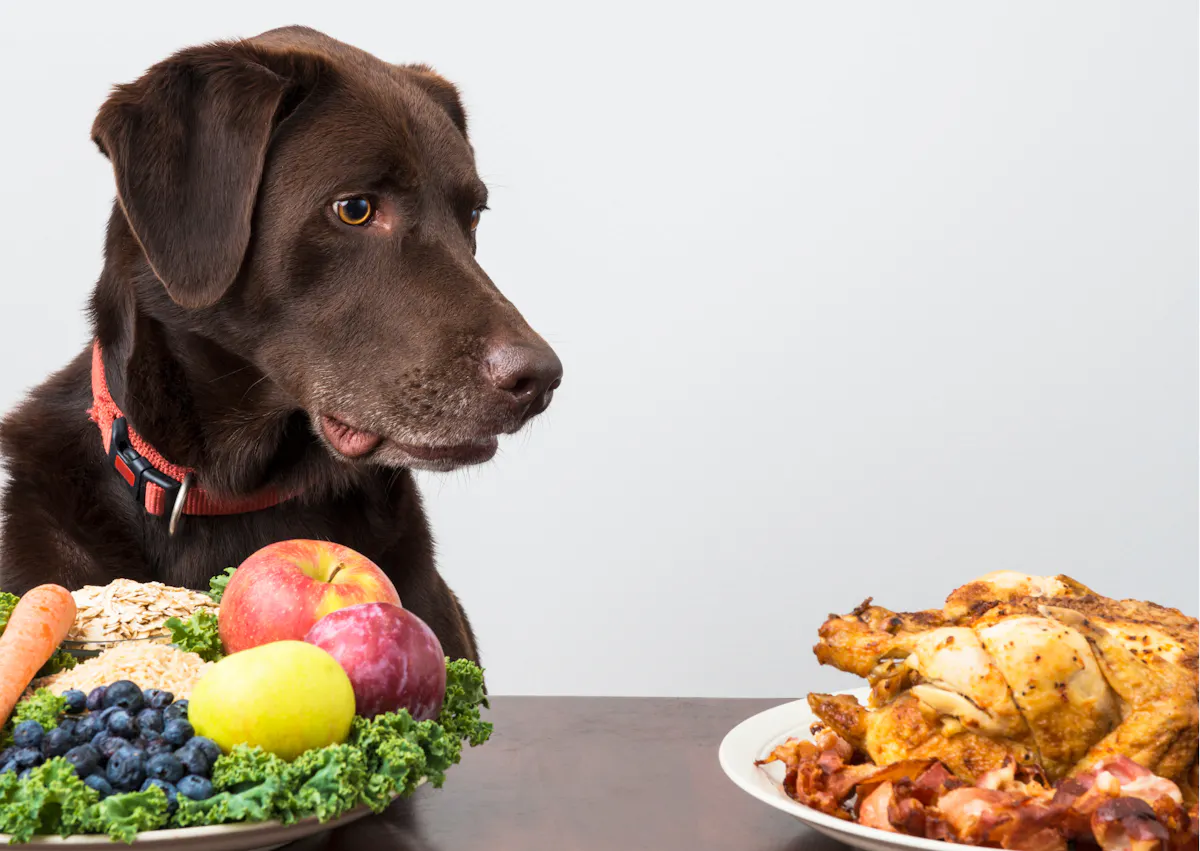 Chien qui regarde un plat de viande, il a n plat de fruit et légumes devant lui 
