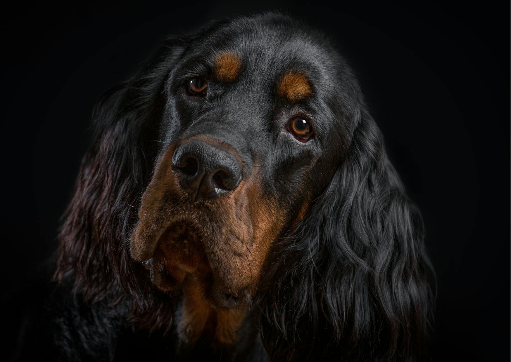tête de Setter Gordon sur un fond noir, il regarde avec tendresse devant lui