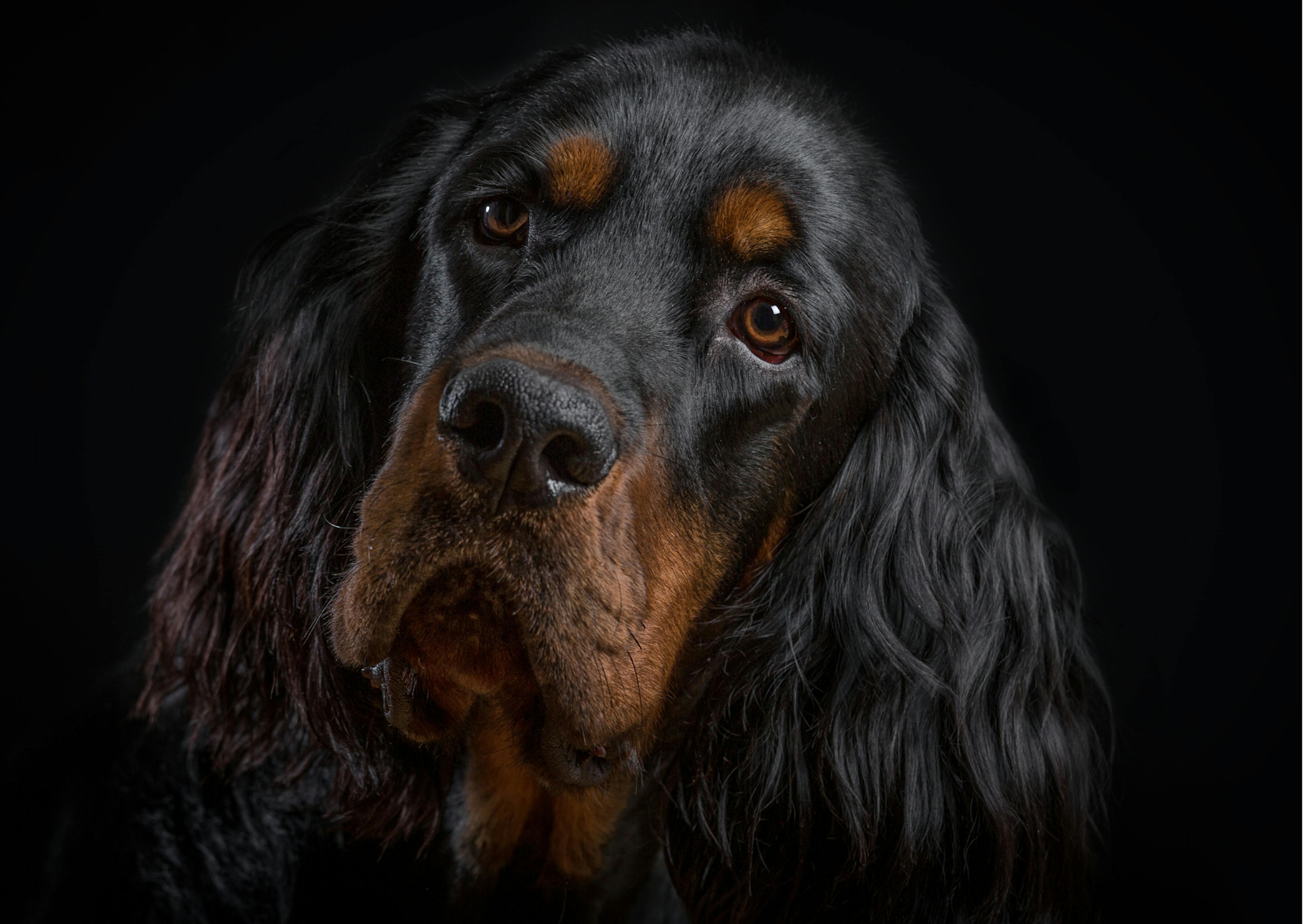 tête de Setter Gordon sur un fond noir, il regarde avec tendresse devant lui 