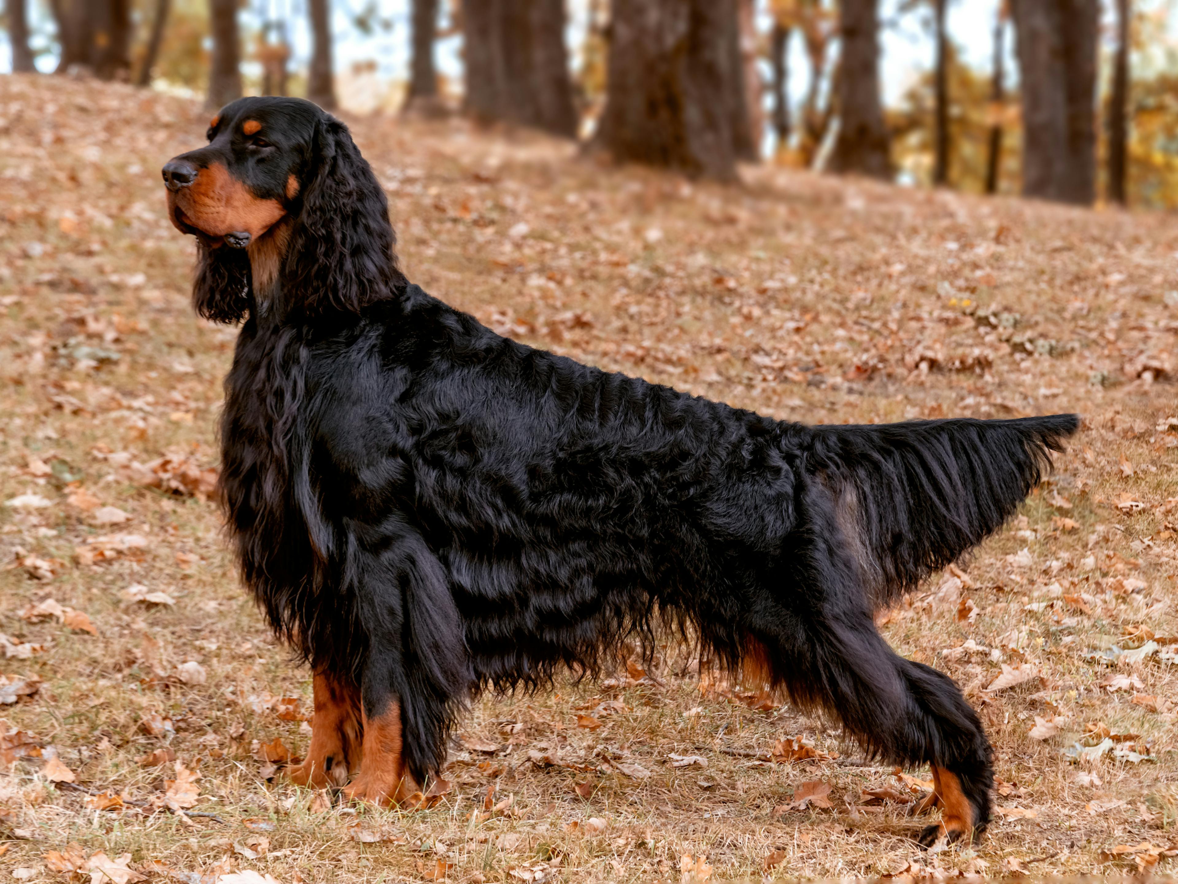 Setter Gordon debout dans une forêt en automne, il pose et regarde au loin